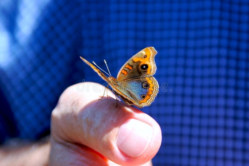butterfly-sitting-finger-608232.jpg.ba65a28f85de1b218a63880a8ca6177f.jpg