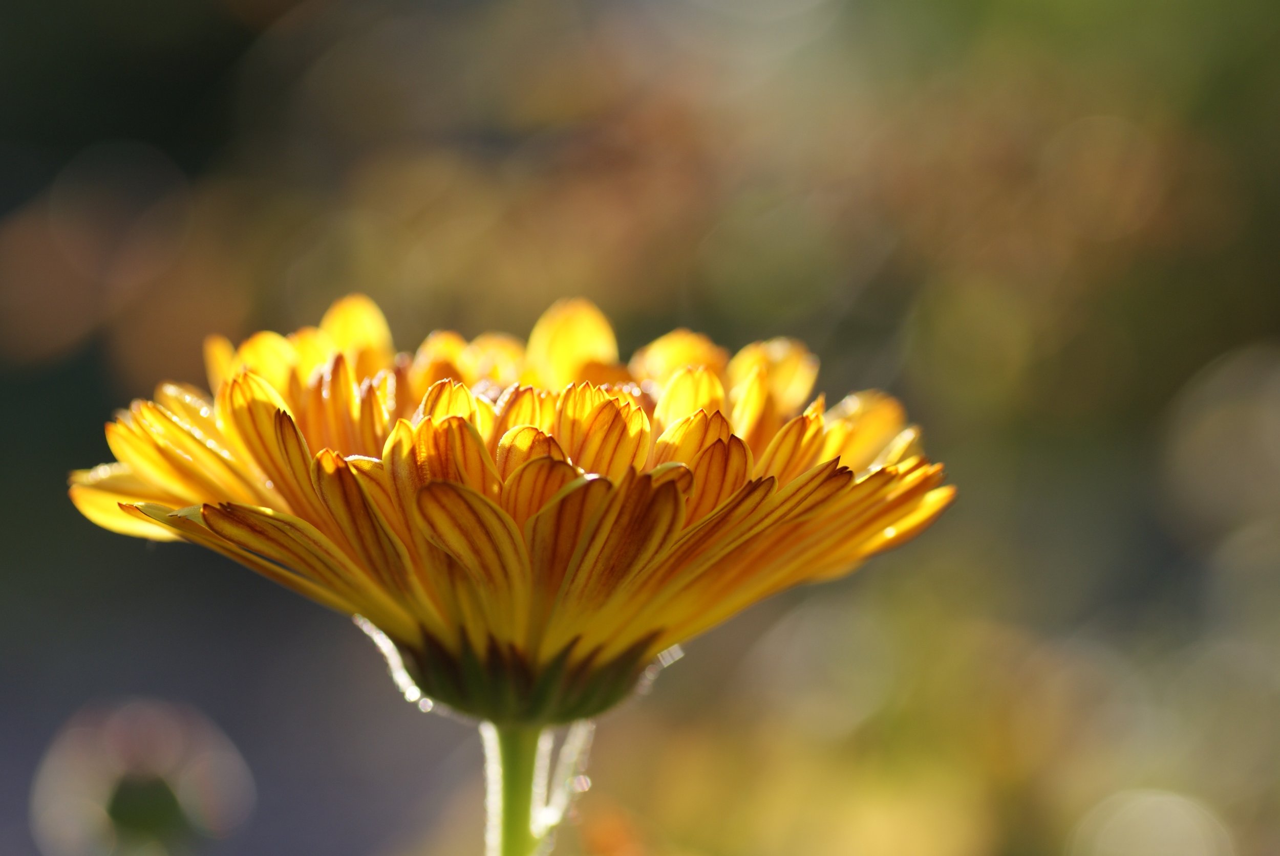 calendula-medicinal-plant-nature-plant-65950.jpg.e6aadb9bfd2357c1e18d41096e5c03b4.jpg