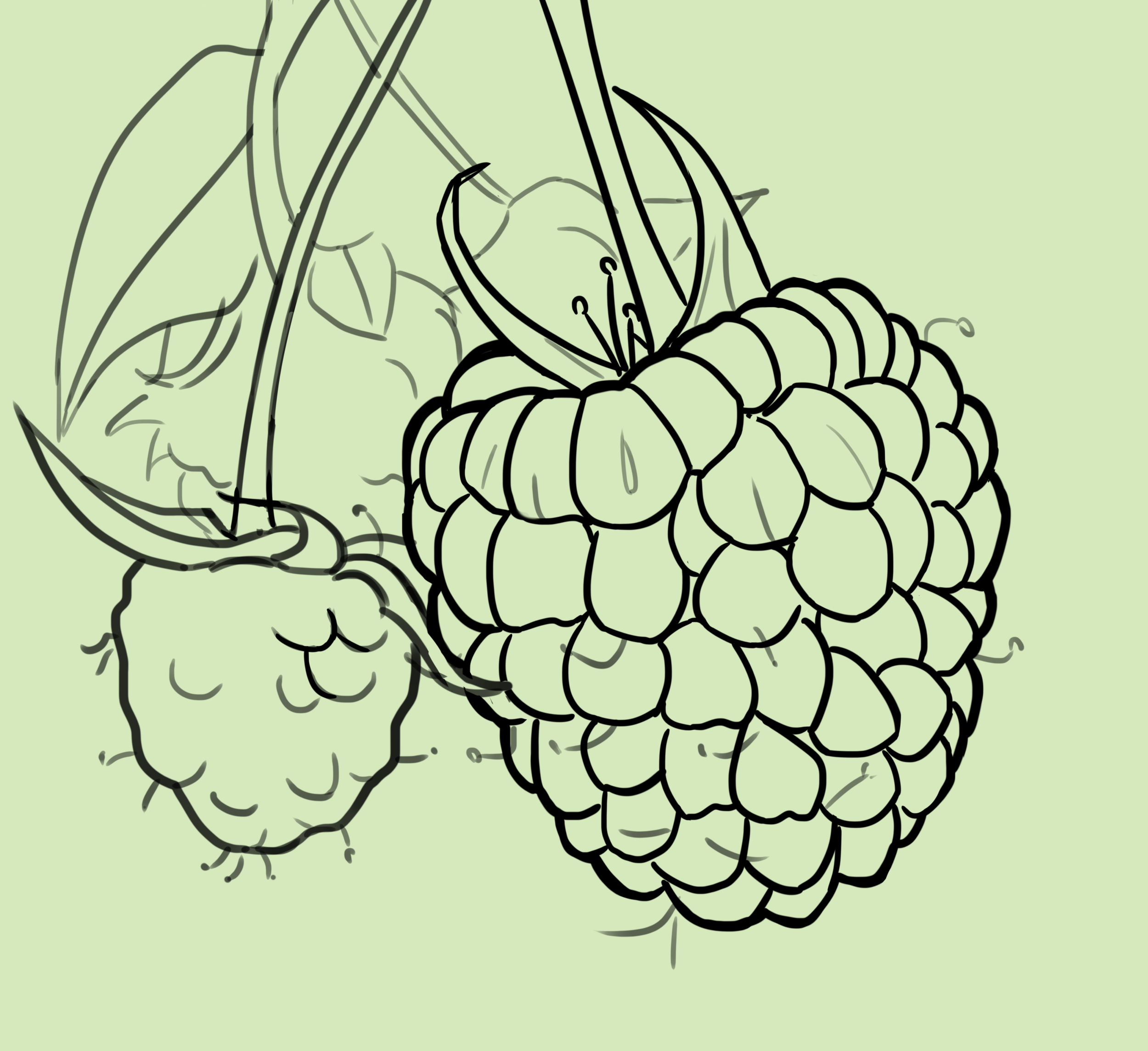 framboise.png