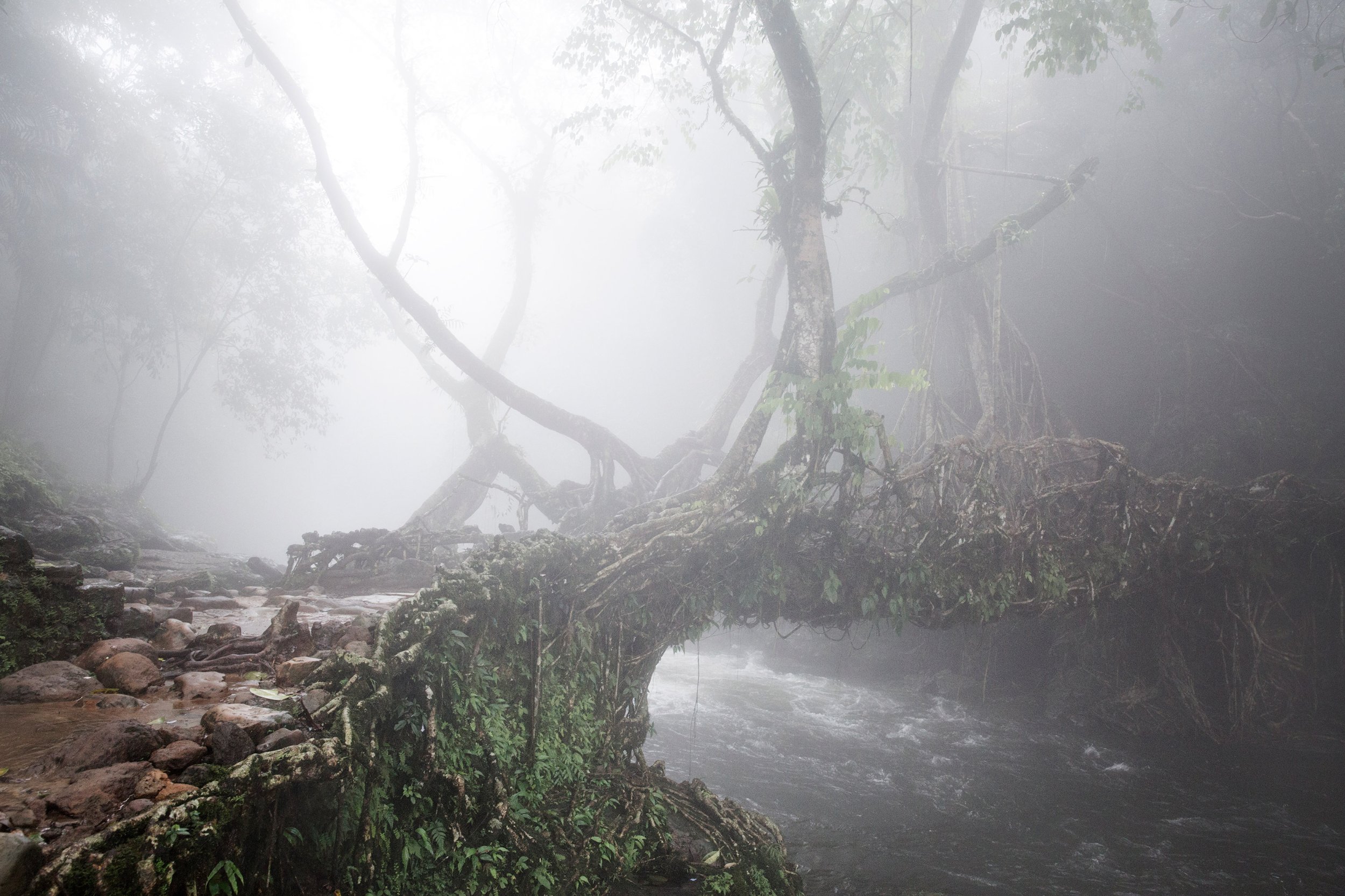 342801398_GiulioDiSturco-living-root-bridge-meghalaya-india.jpg.a57211ff6fc963fe8673c2d02fd6b381.jpg
