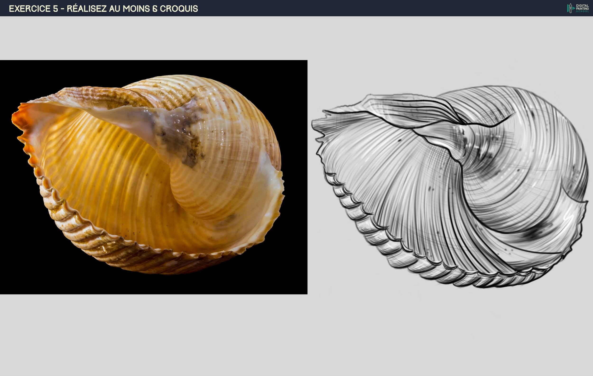 DPS-Prog-1-2-exercice5_COQUILLAGE1.jpg