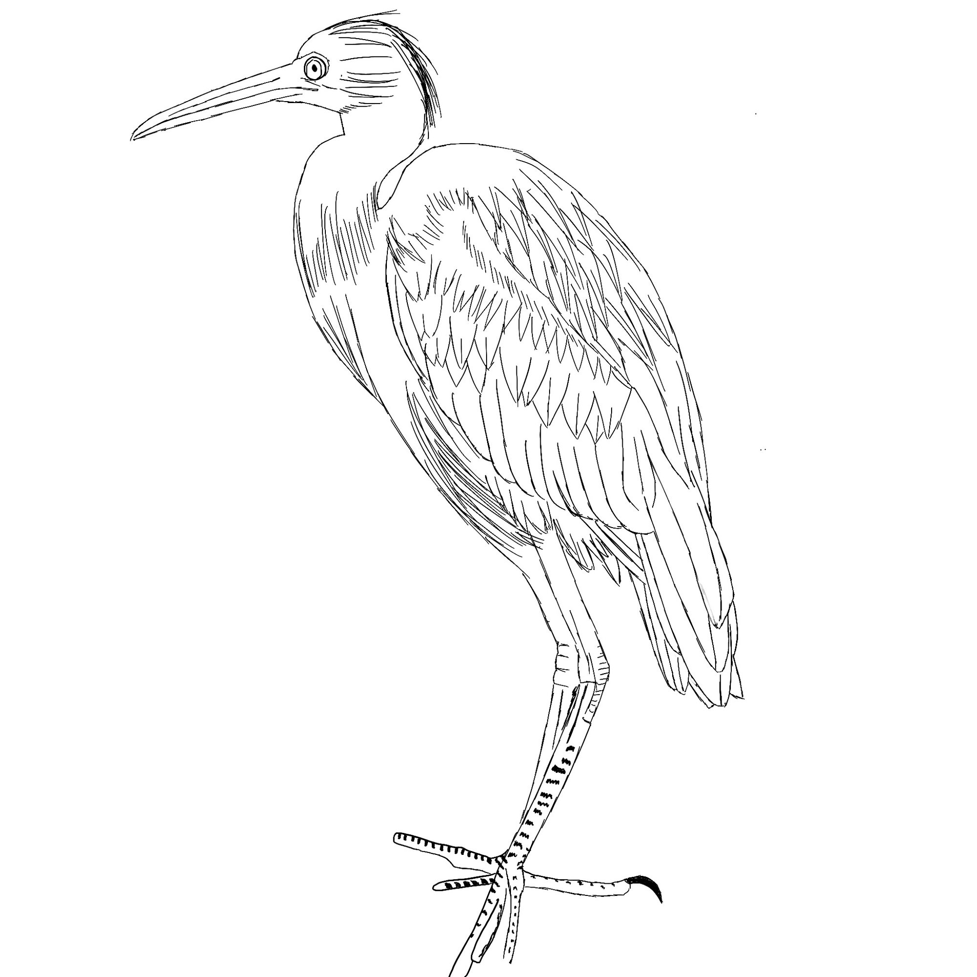 croquis-oiseau-bleu.jpg