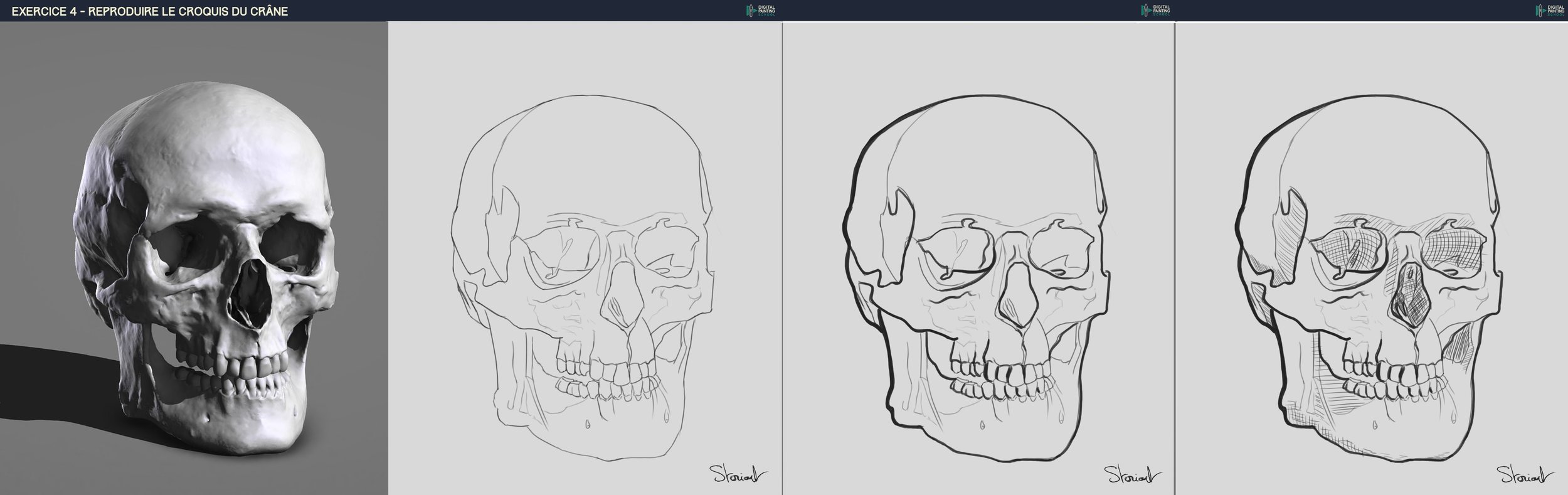 DPS-Prog-1-2-2-étape-crane-croquis storiart.jpg