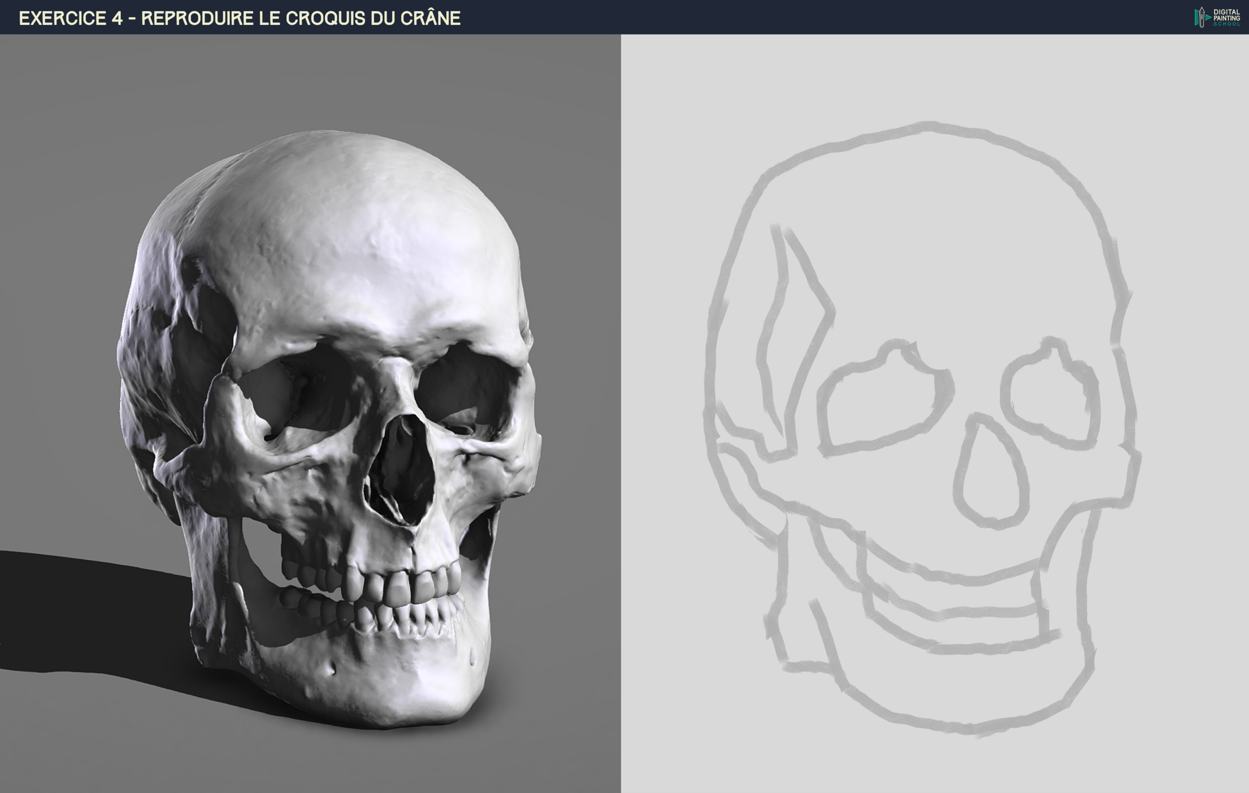 DPS-Prog-1-2-2-Croquis-Crâne-étape_1.png