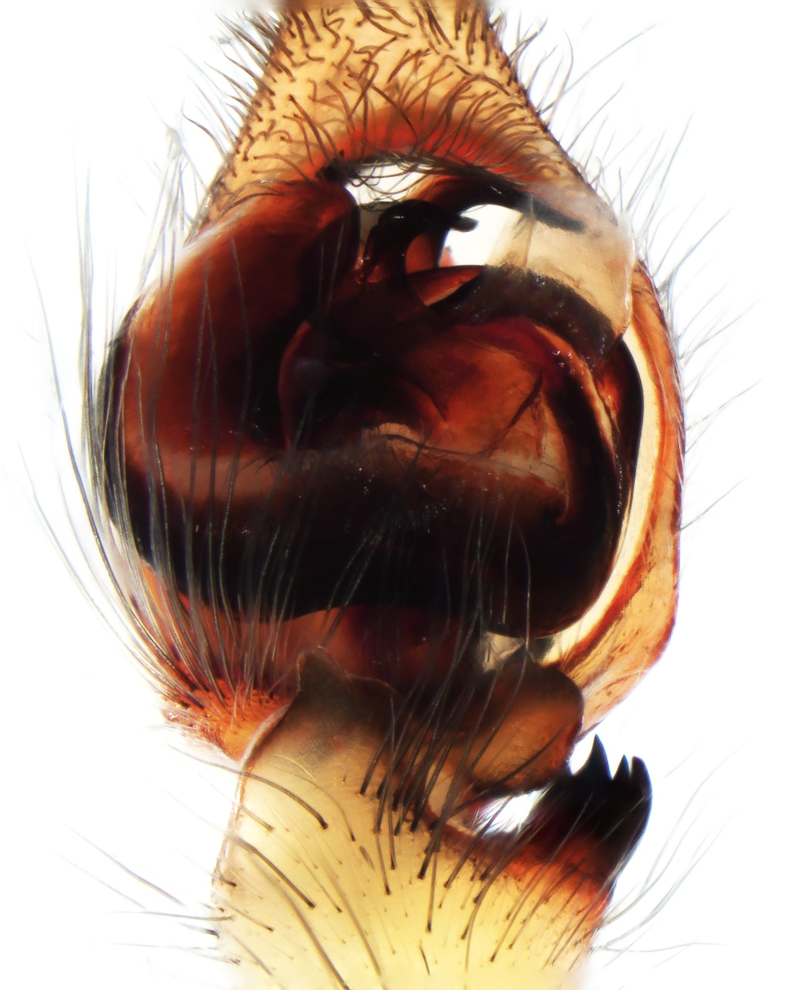 Dolomedes sp. low res. (4).jpg