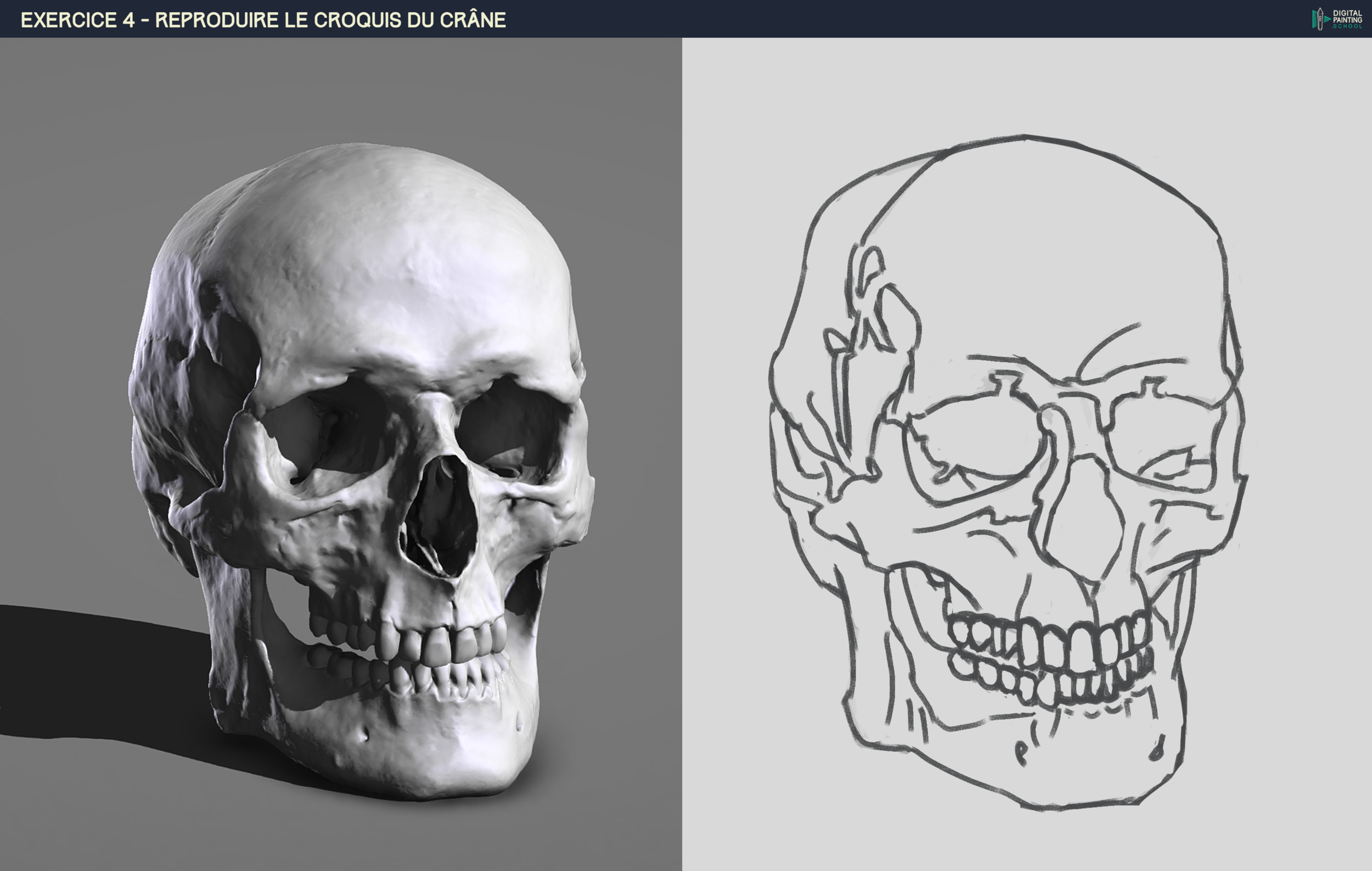 DPS-Prog-1-2-2-Croquis-Crâne-étape_2.png