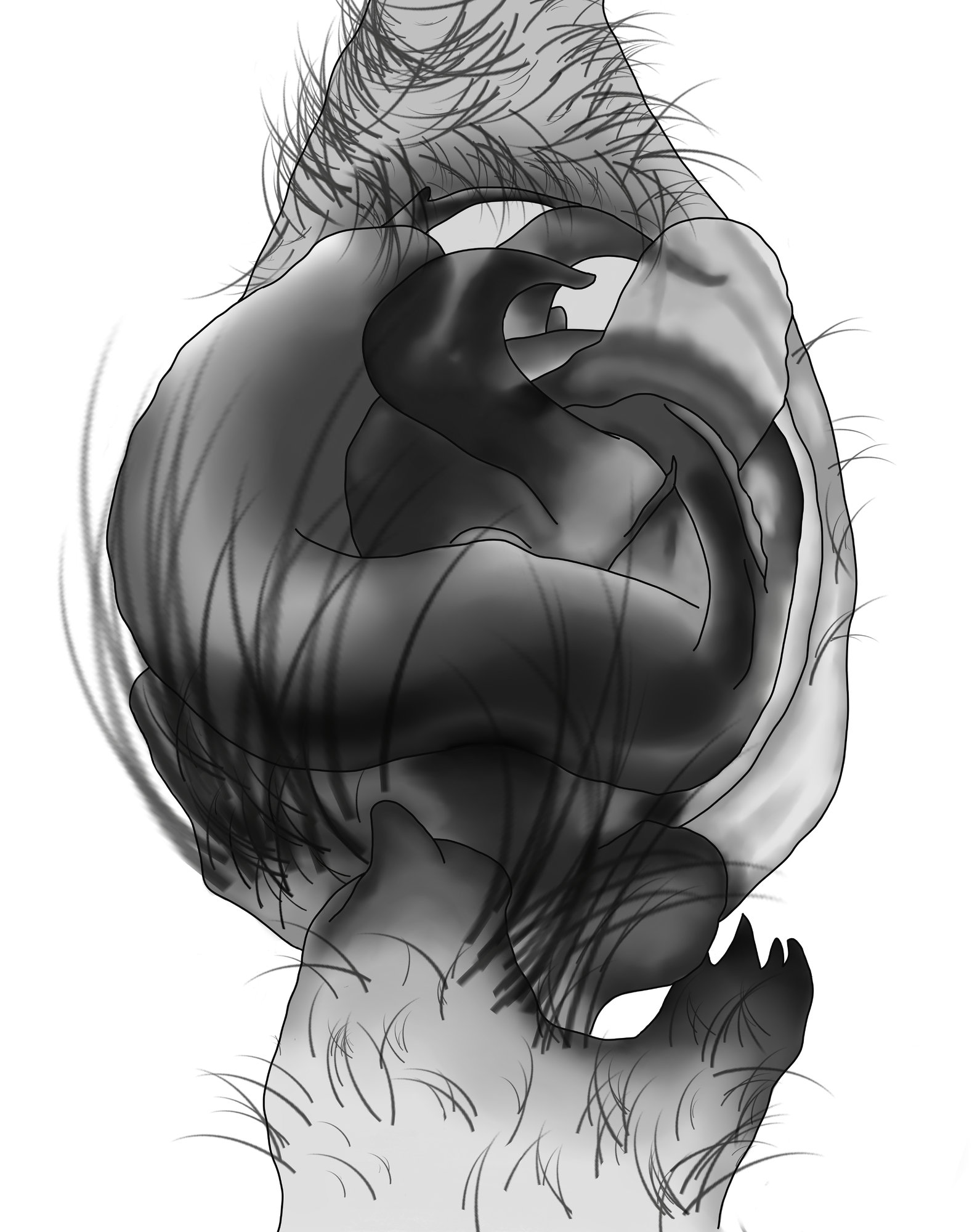 Dolomedes sp. illus+soies (4).jpg