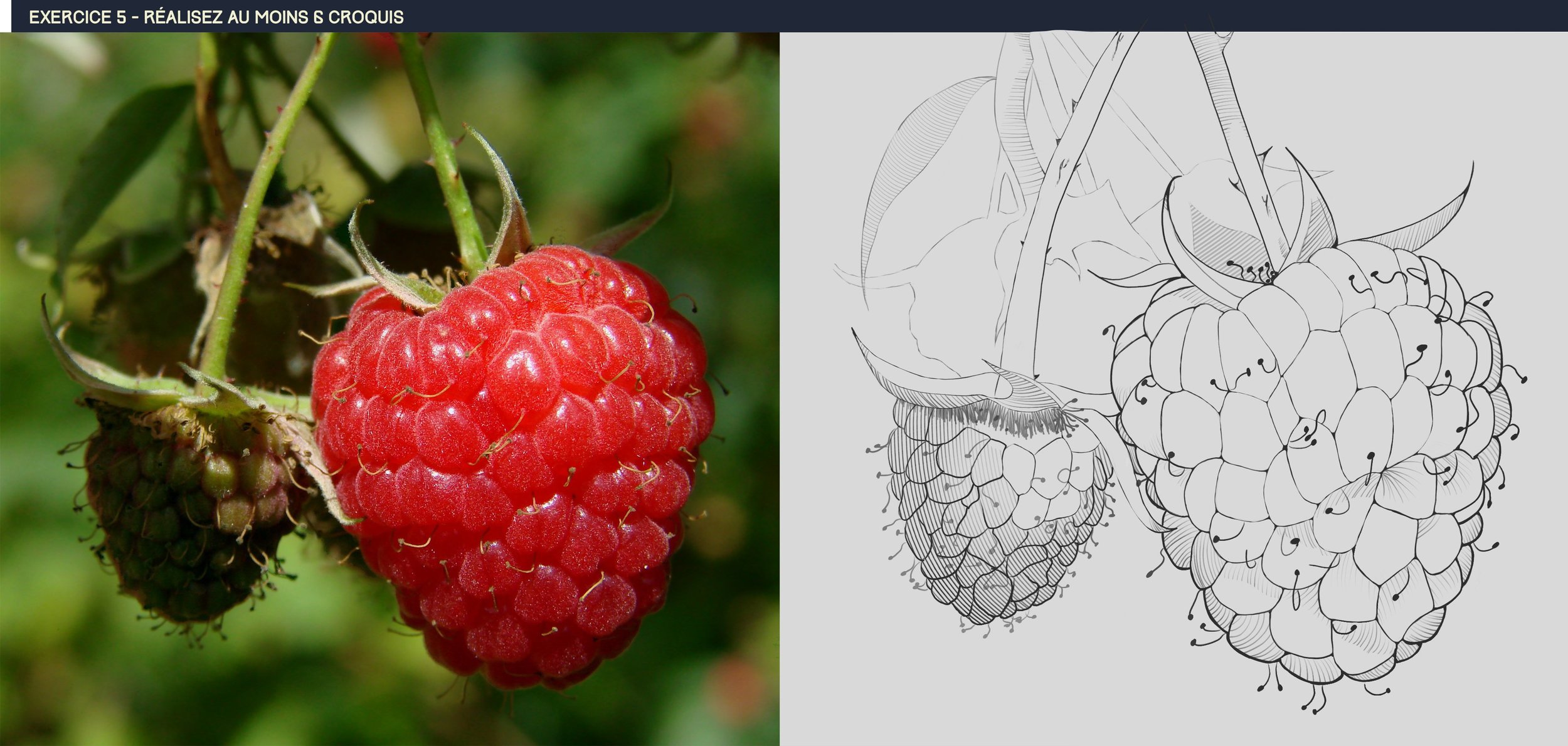 DPS-Prog-1-2-exercice5-framboise.thumb.jpg.93c11722db5187d00315360abf75ba24.jpg