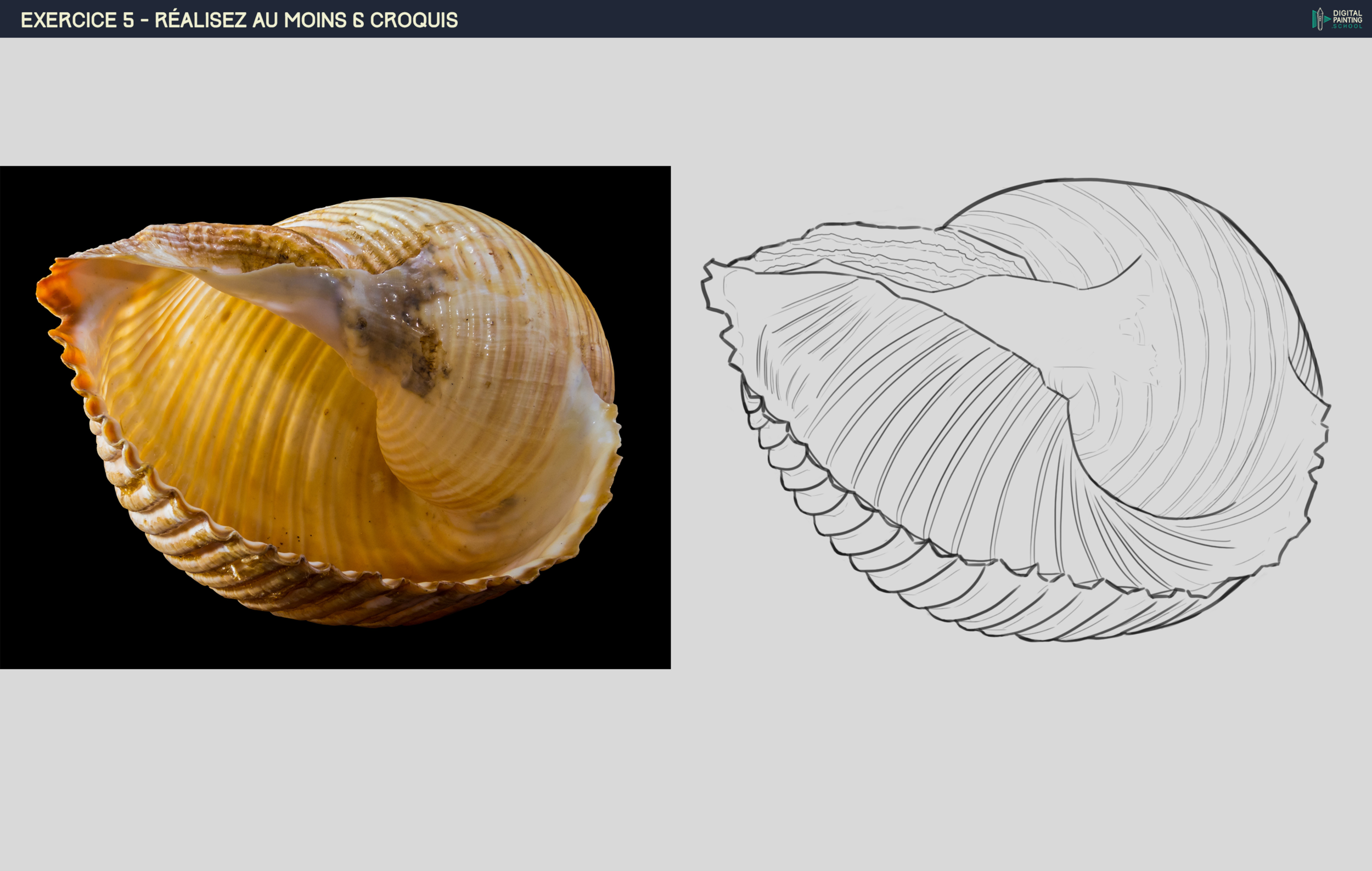 RENDU_CROQUIS_EXERCICE_5_COQUILLAGE_V1.png