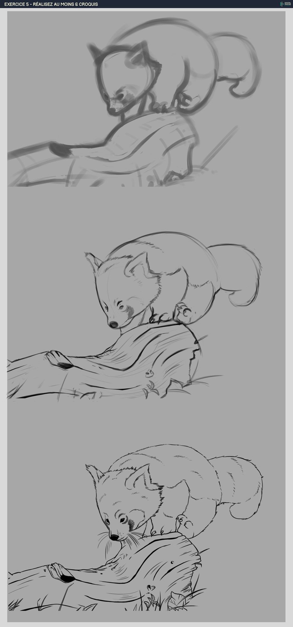 DPS-Prog-1-2-exercice5-red panda-etapes.jpg