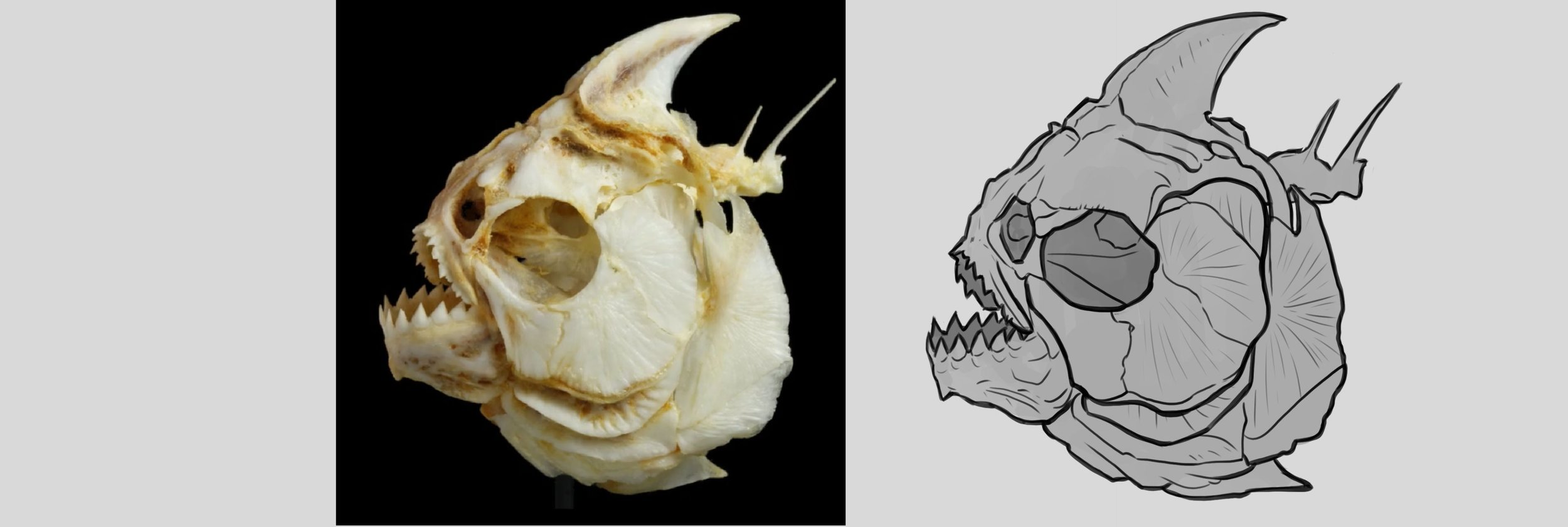 Dono - DPS-Prog-1-2-exercice 4.jpg