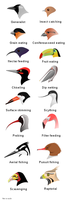 BirdBeaksA_svg.png.3c2a9bea71ecec2e94752c8bae1c56f0.png