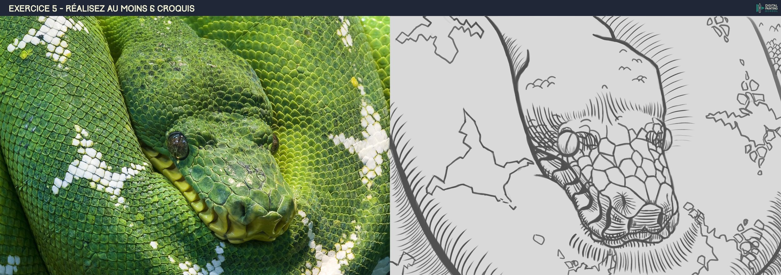DPS-Prog-1-2-exercice5_Croquis_Serpent_01.jpg
