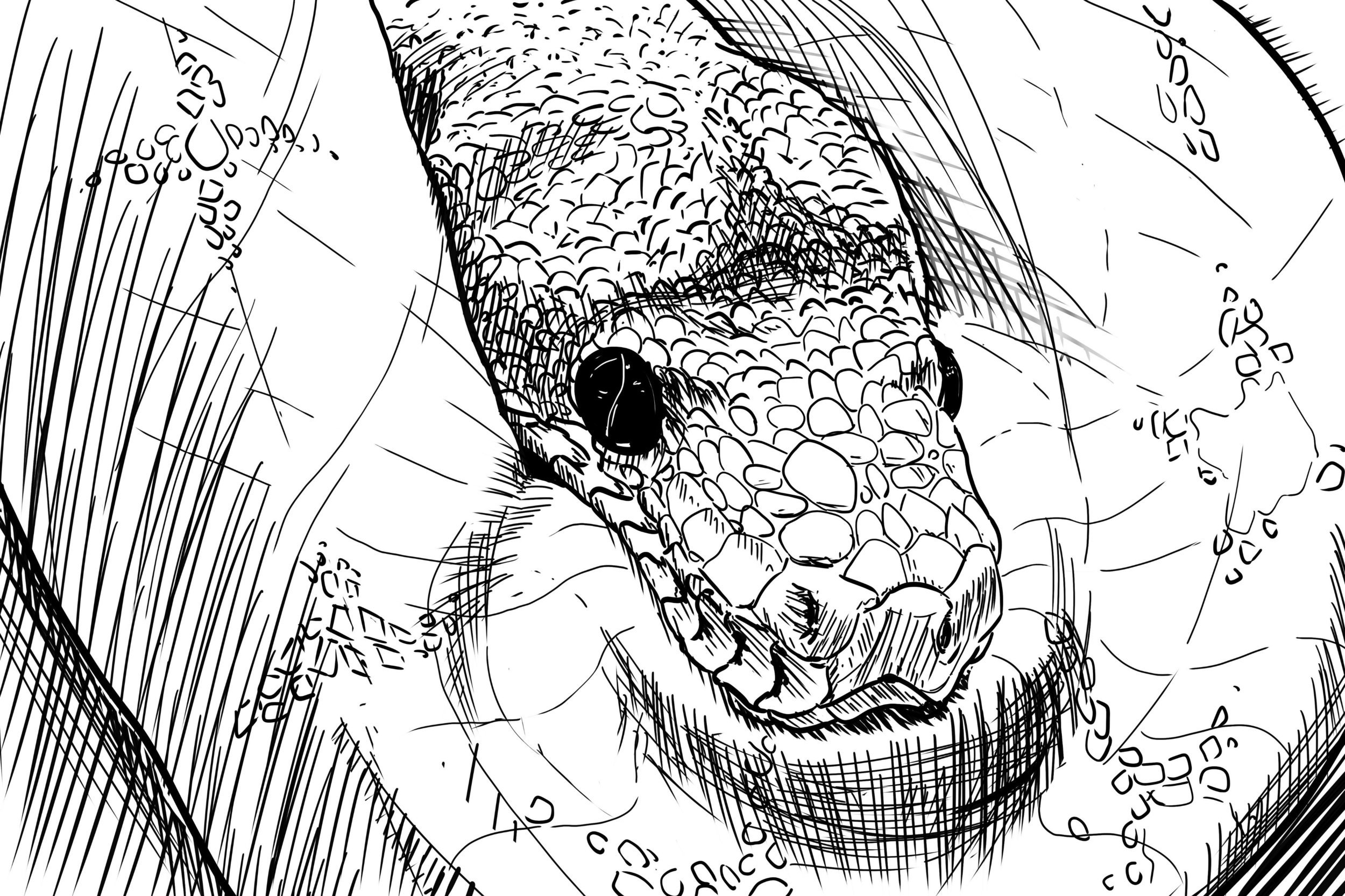 snake-python-animal-scale-45843 OK.jpg