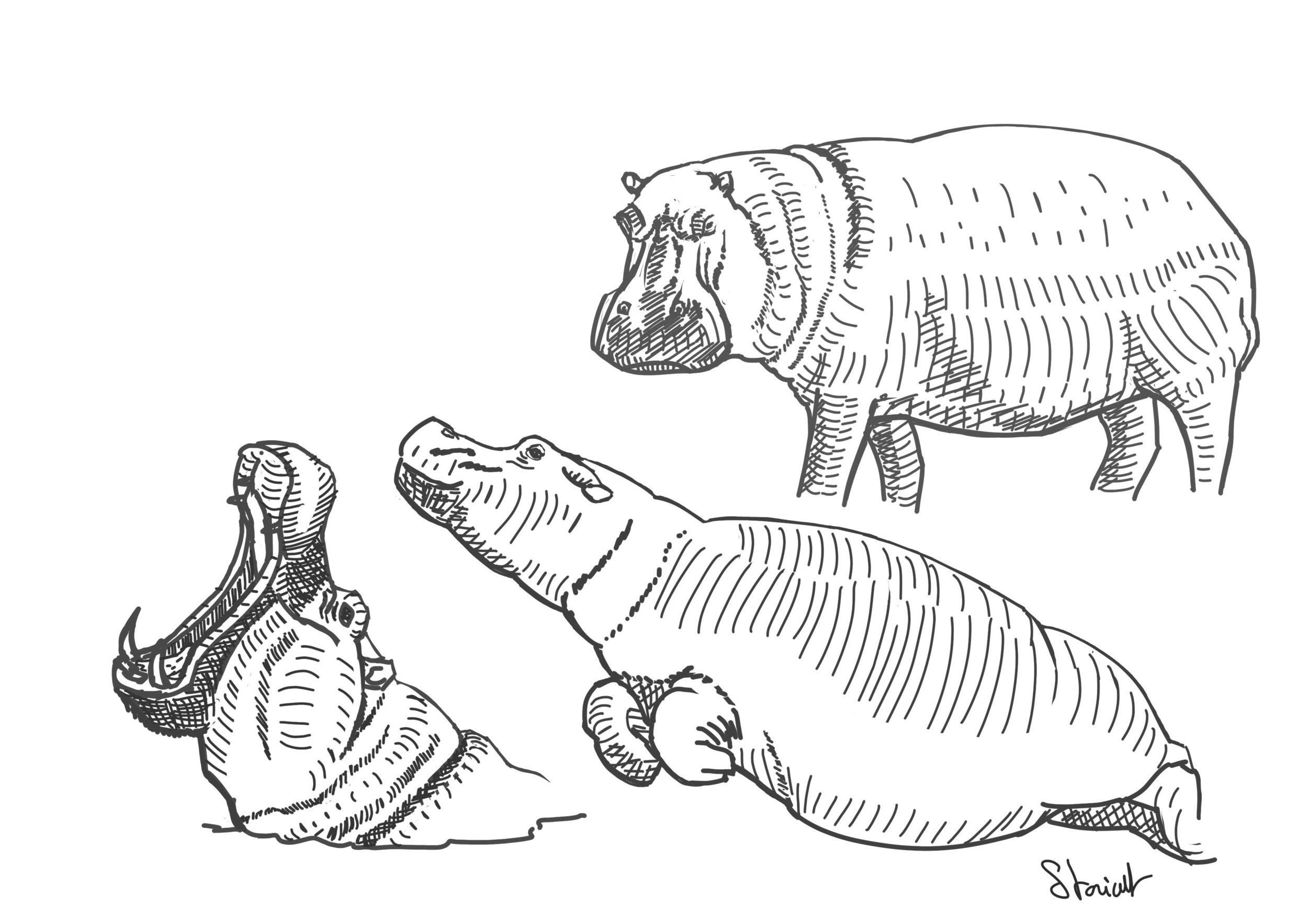 étude hippopotame.jpg