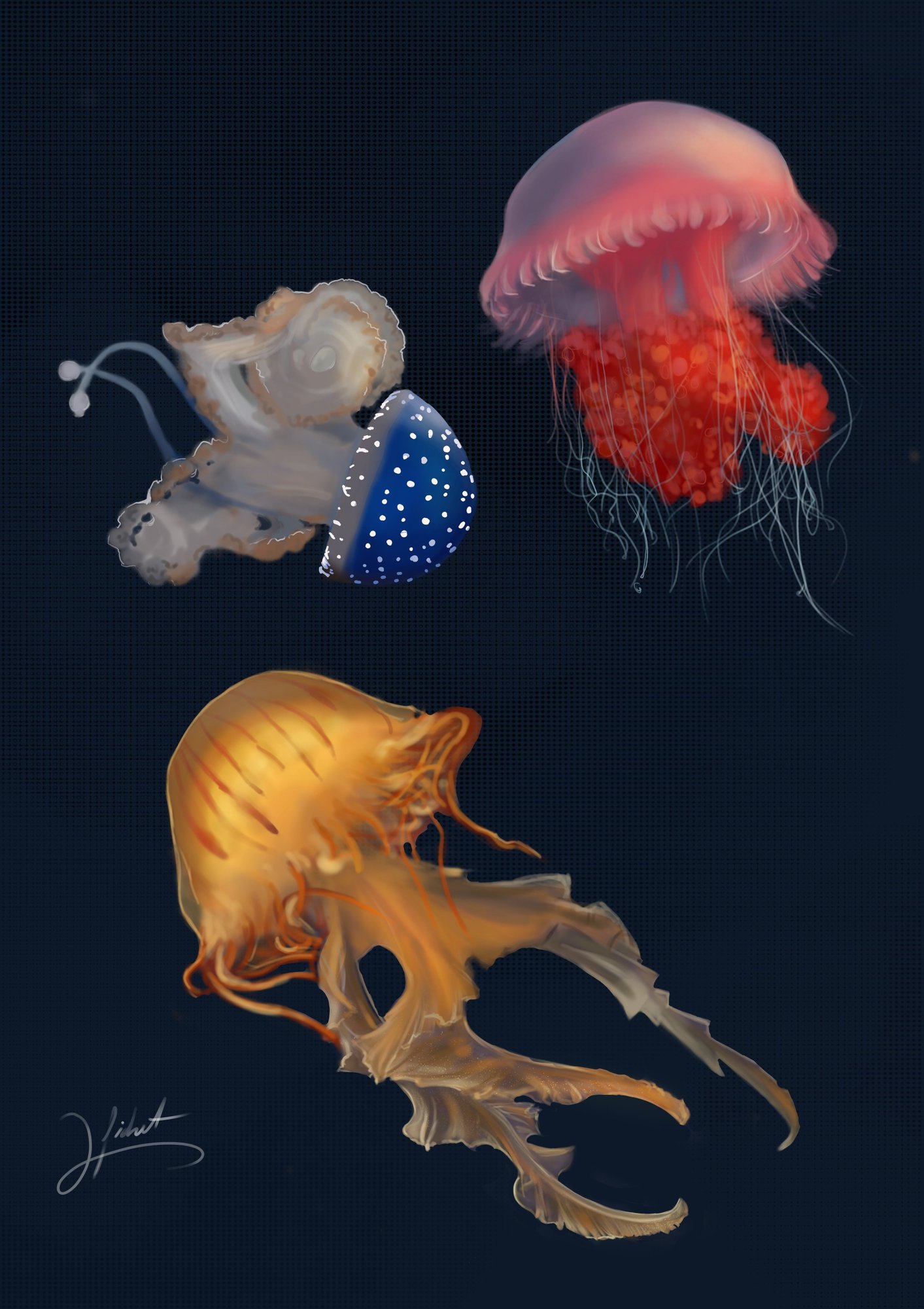 méduses.jpg