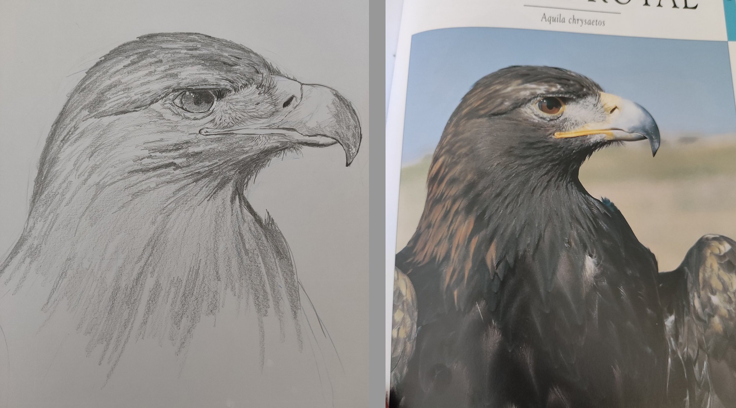 267969010_Photo3-Aigle-Crayon.thumb.jpg.e97c312e46cca60a765248505a63a5d4.jpg