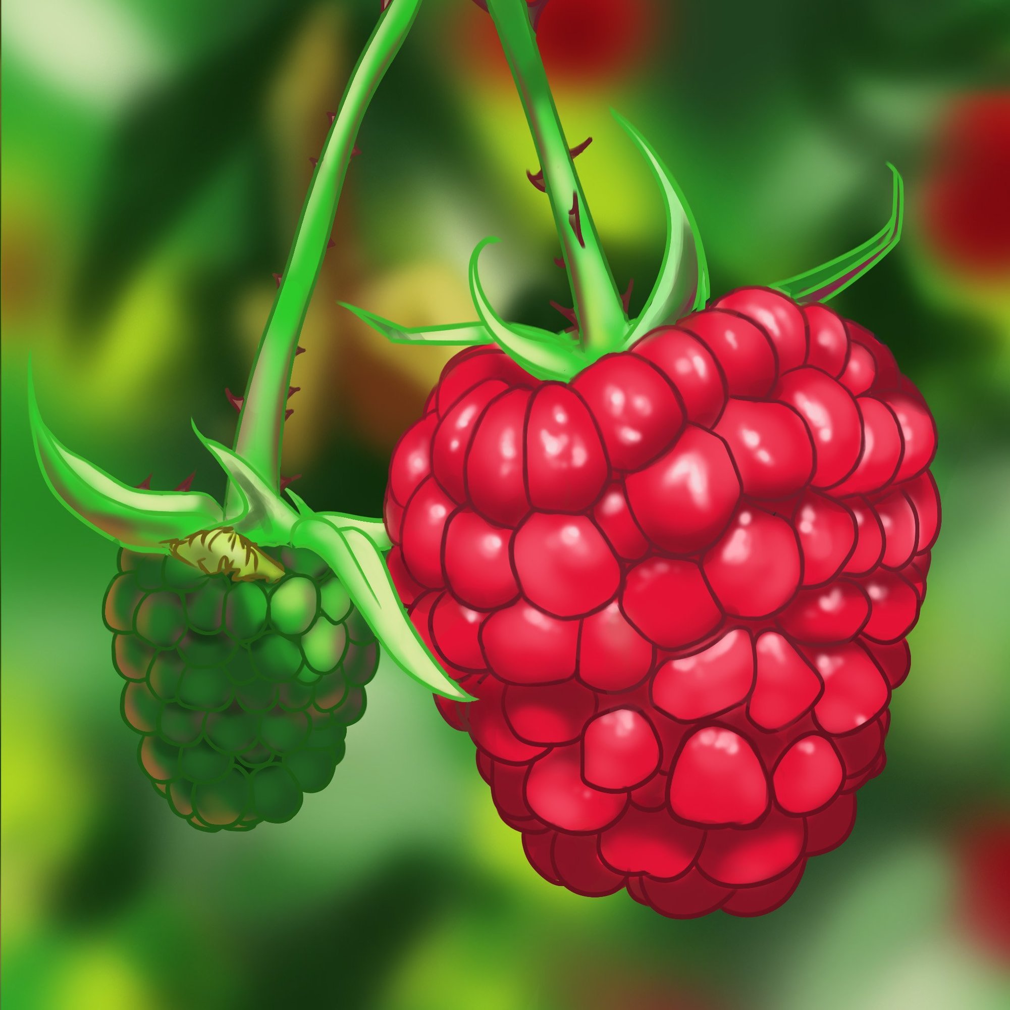 3-framboise.jpg