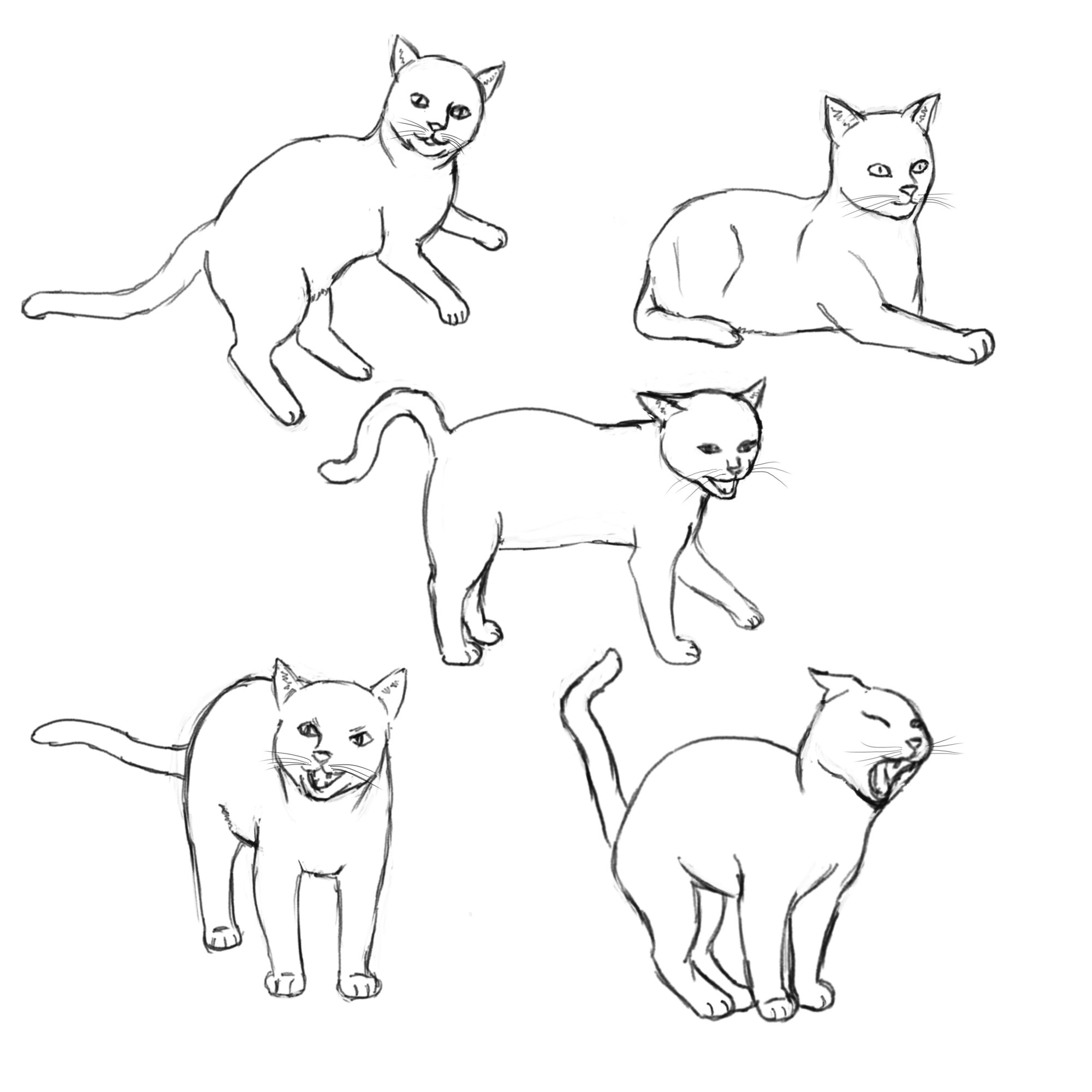 croquis_chats02.jpg
