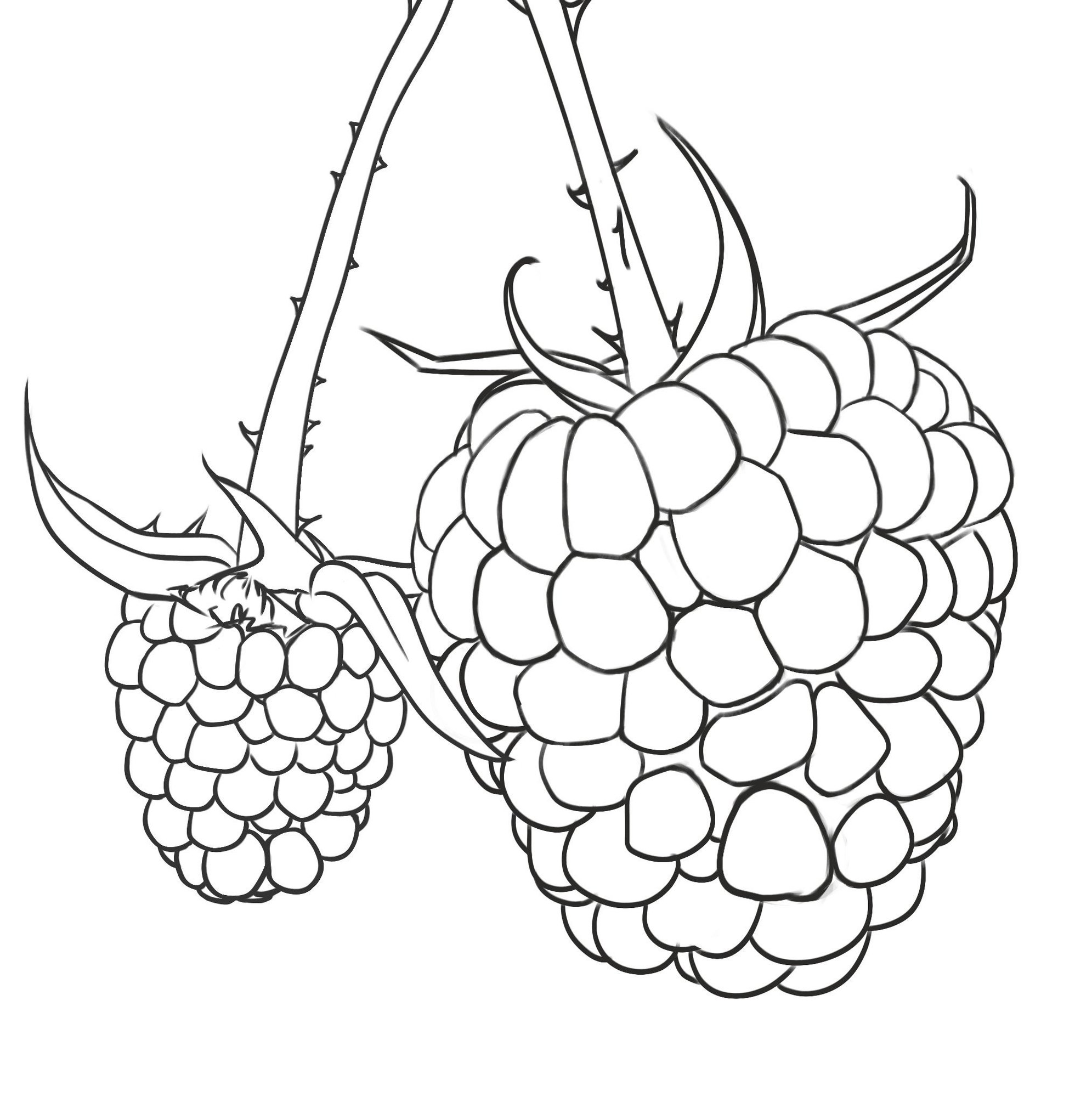 line-3-framboise.jpg