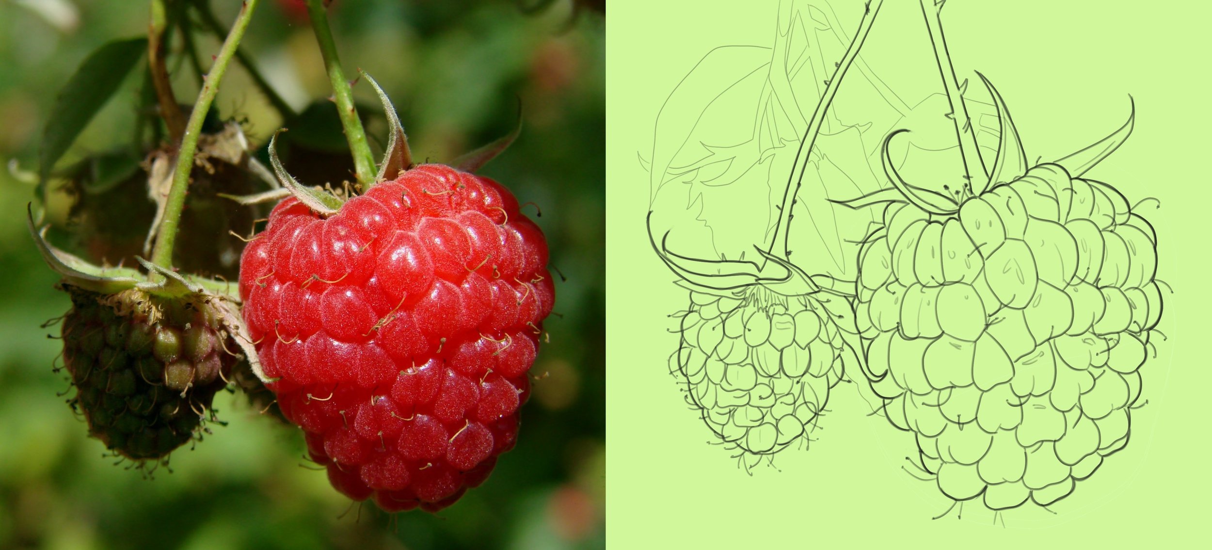 raspberry-berry-fruit-red-40754.jpg