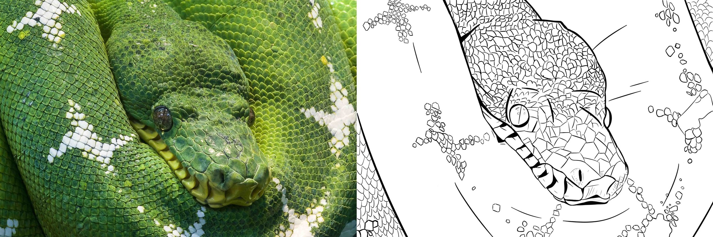 Exercice 5-serpent.jpg