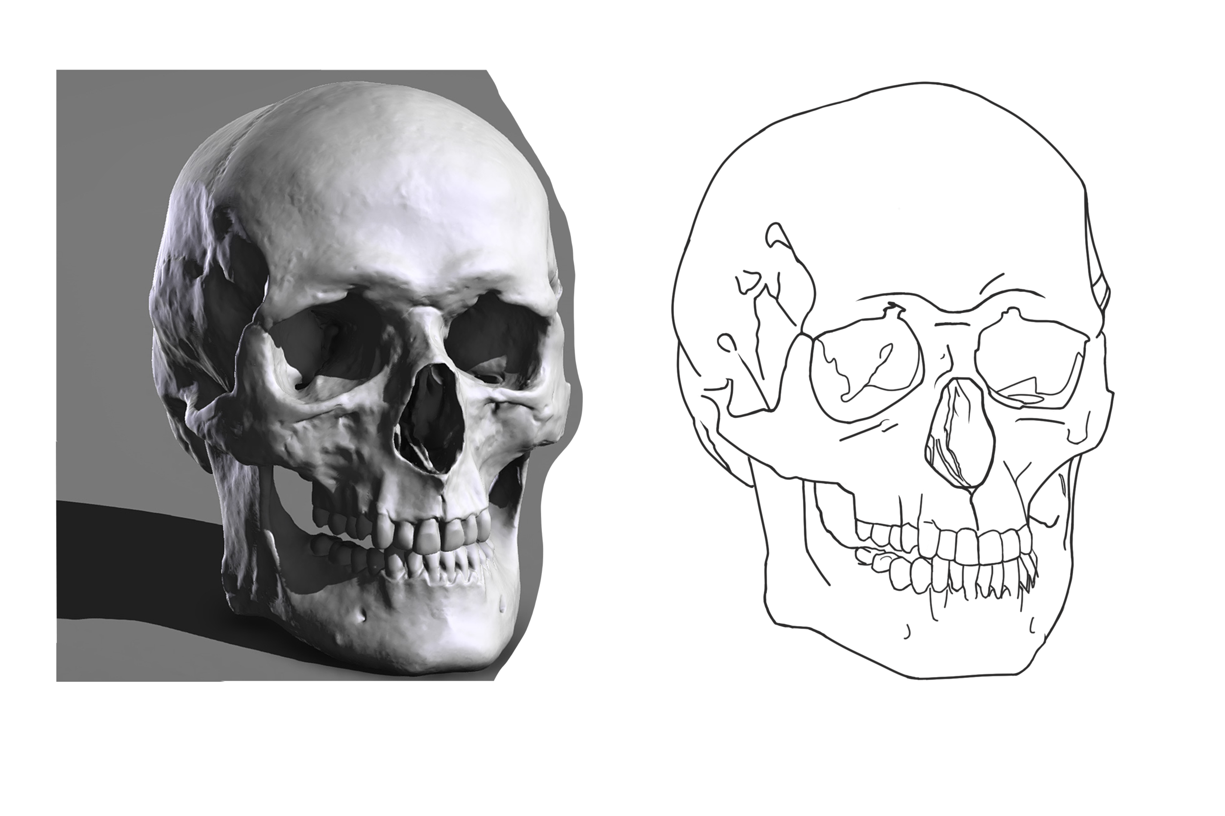 exo 4 croquis crane.png