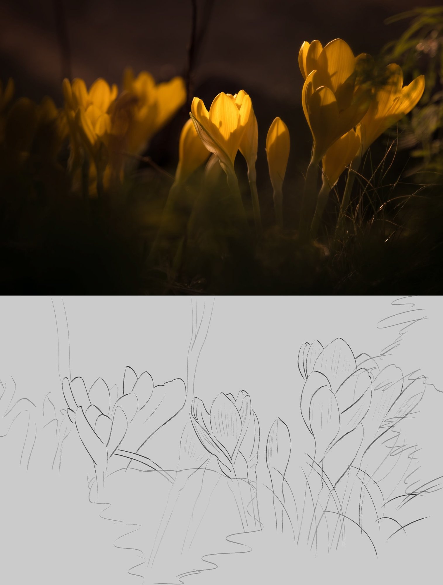 Autumn's-Crocus-croquis.jpg
