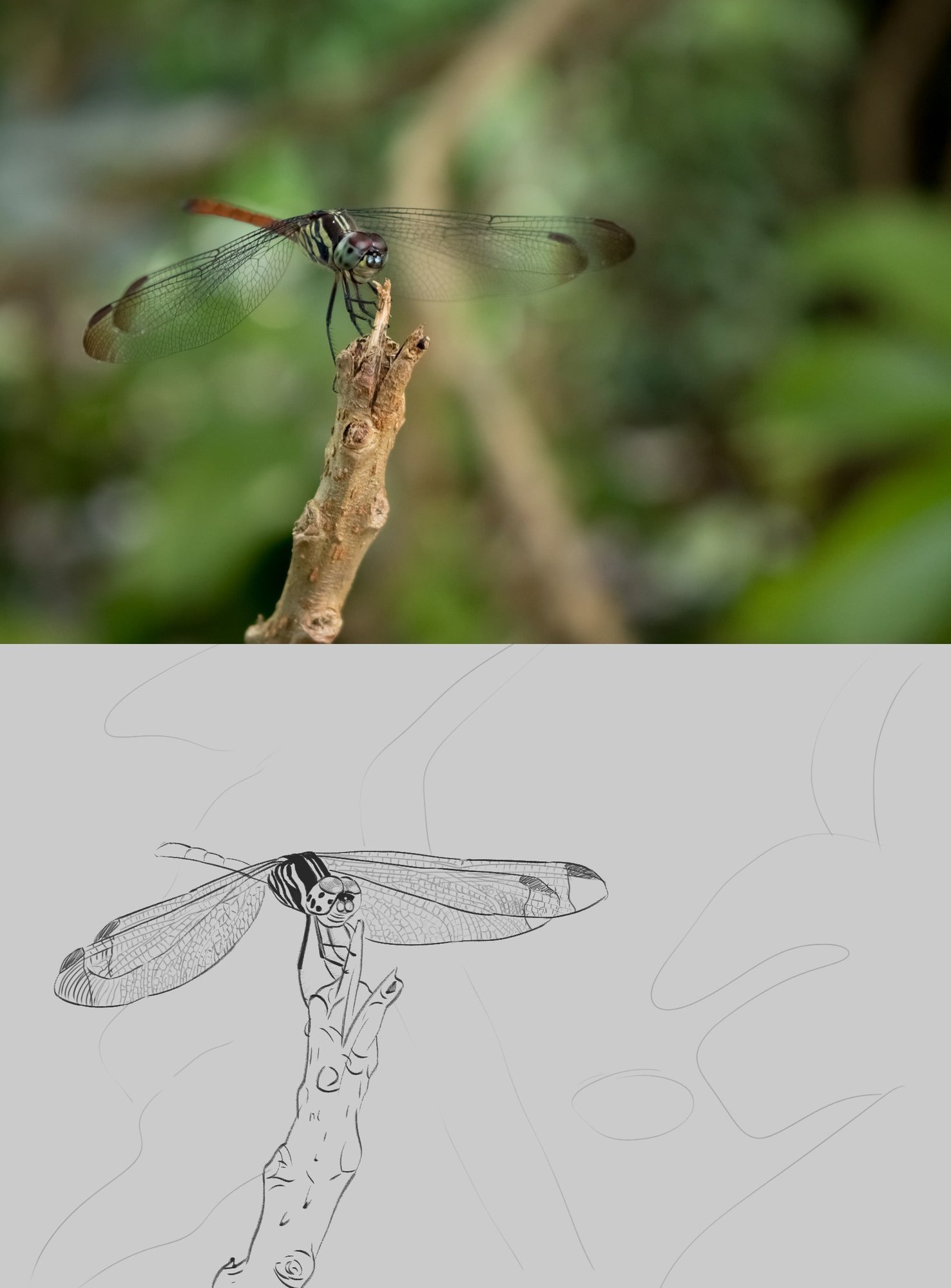 Dragonfly-Kerala-croquis.jpg