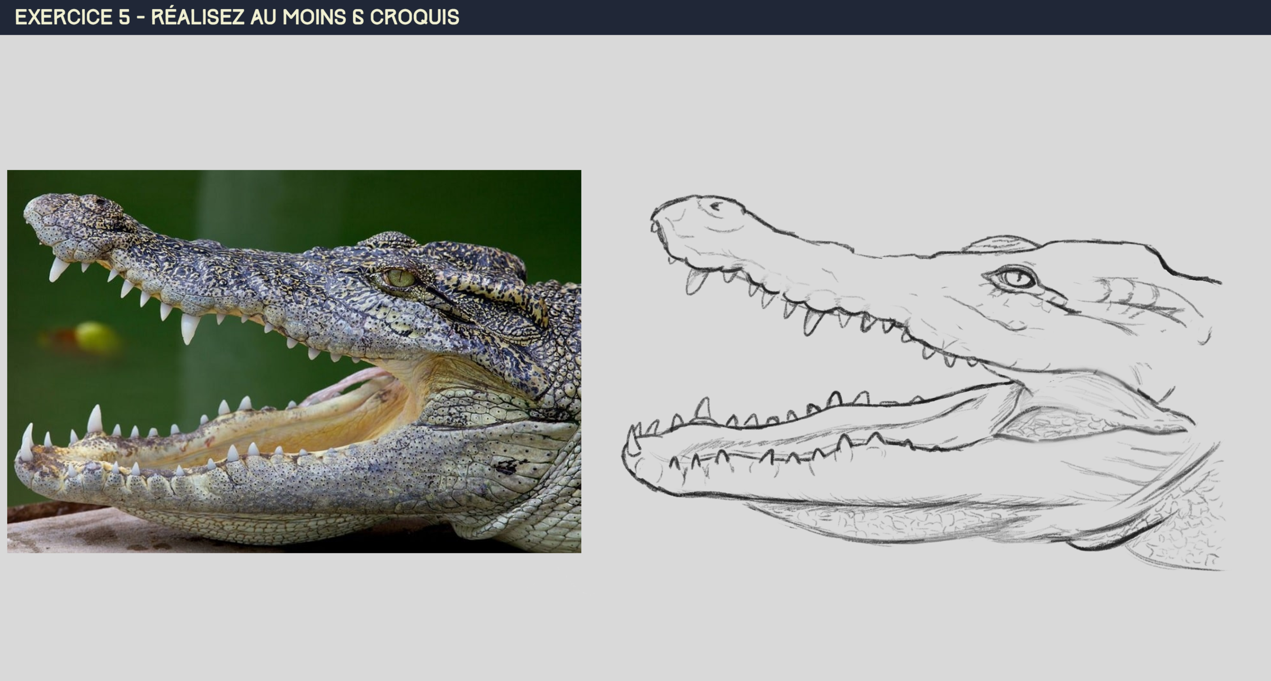 croco1.png