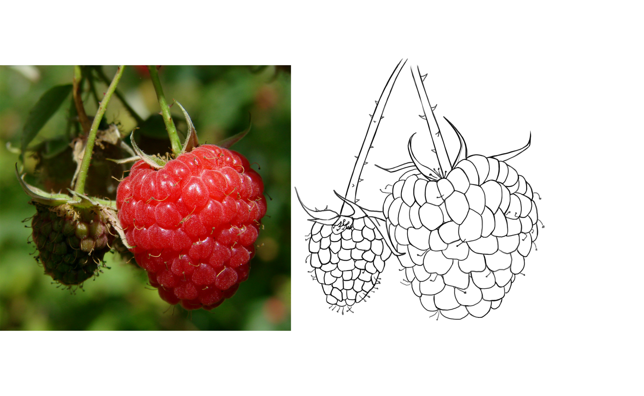 framboise.thumb.png.9d7edb1163e447217106e4d8b8a1efad.png