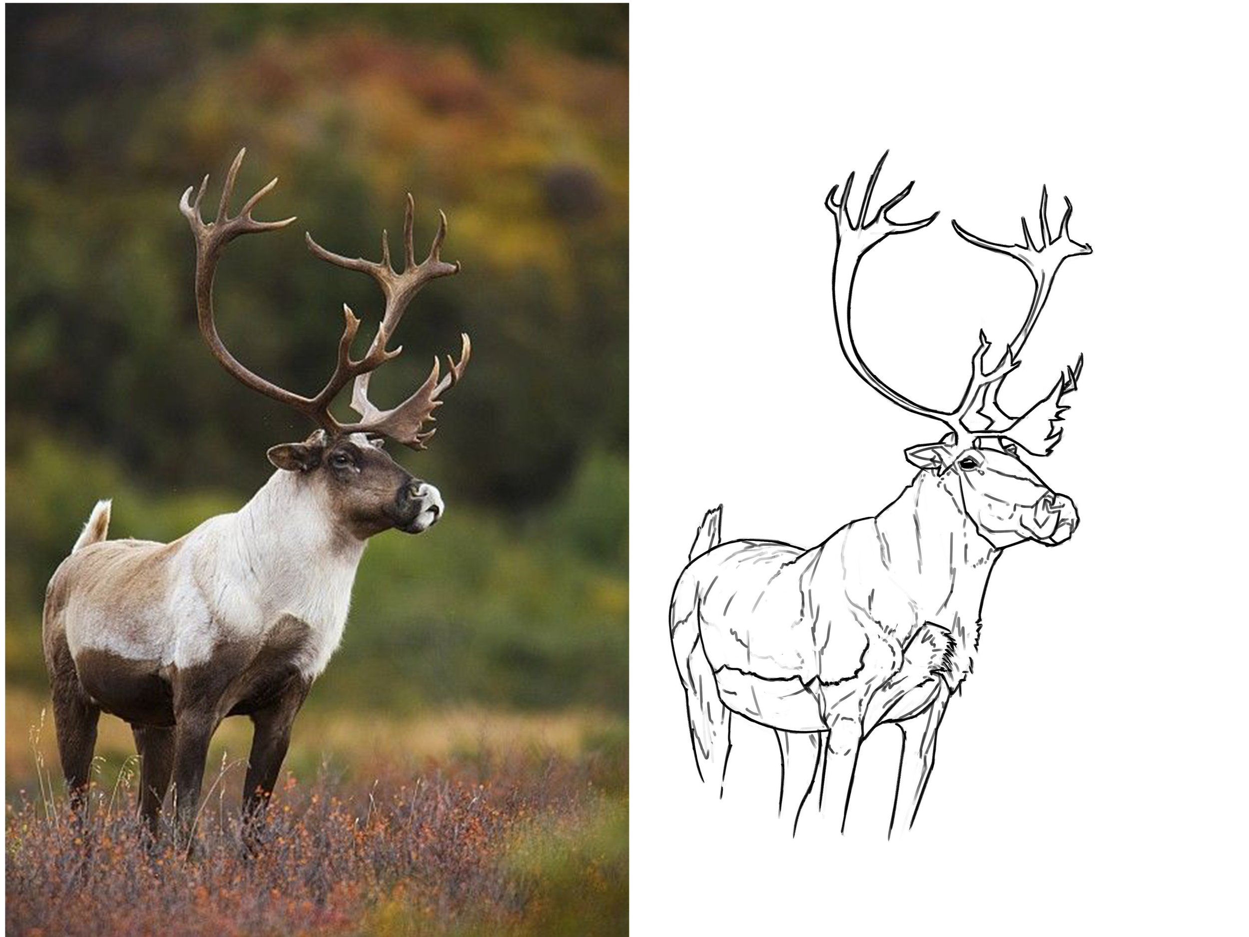 bull caribou croq 66 copy.jpg