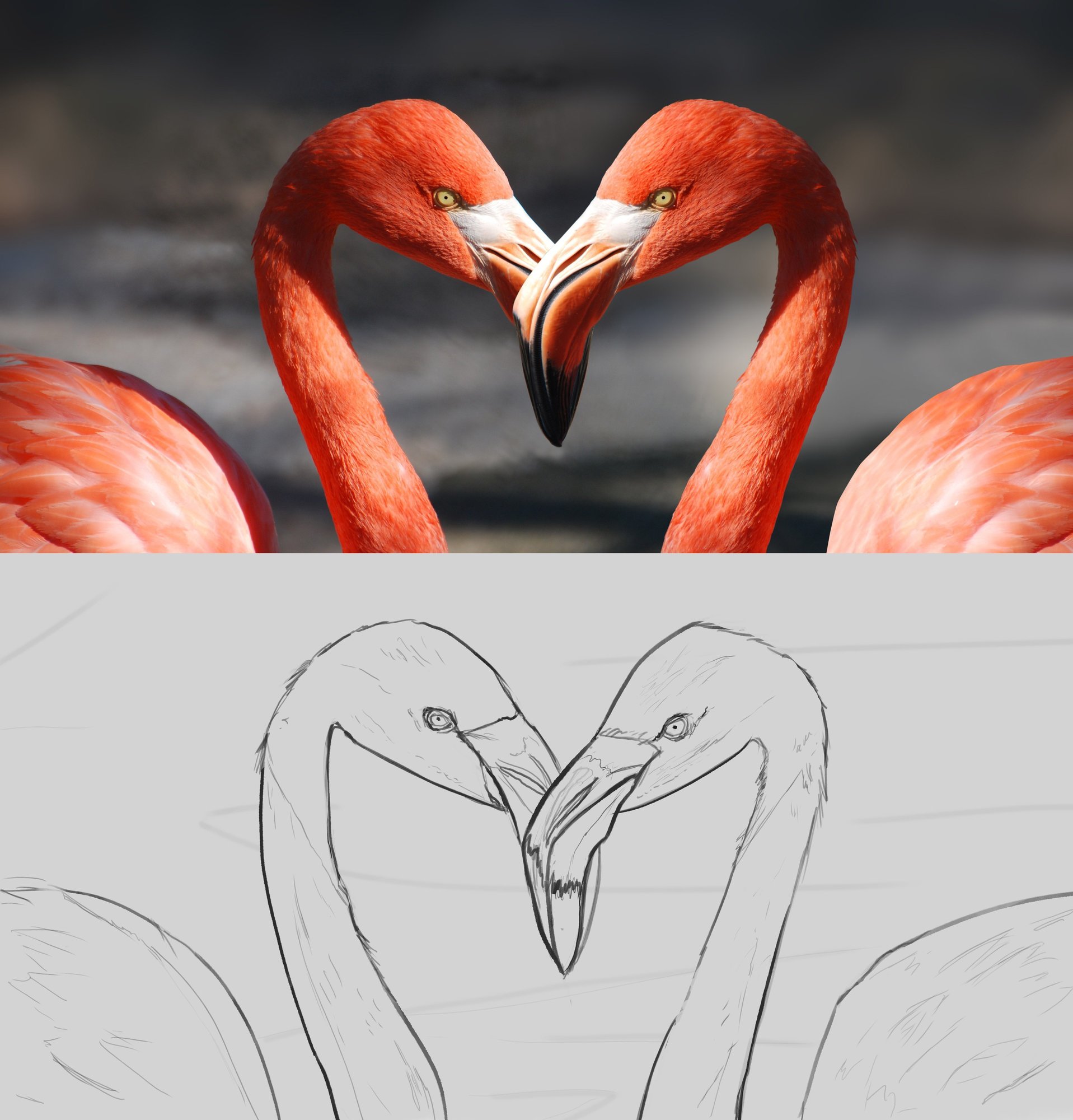 flamants roses jpeg.jpg