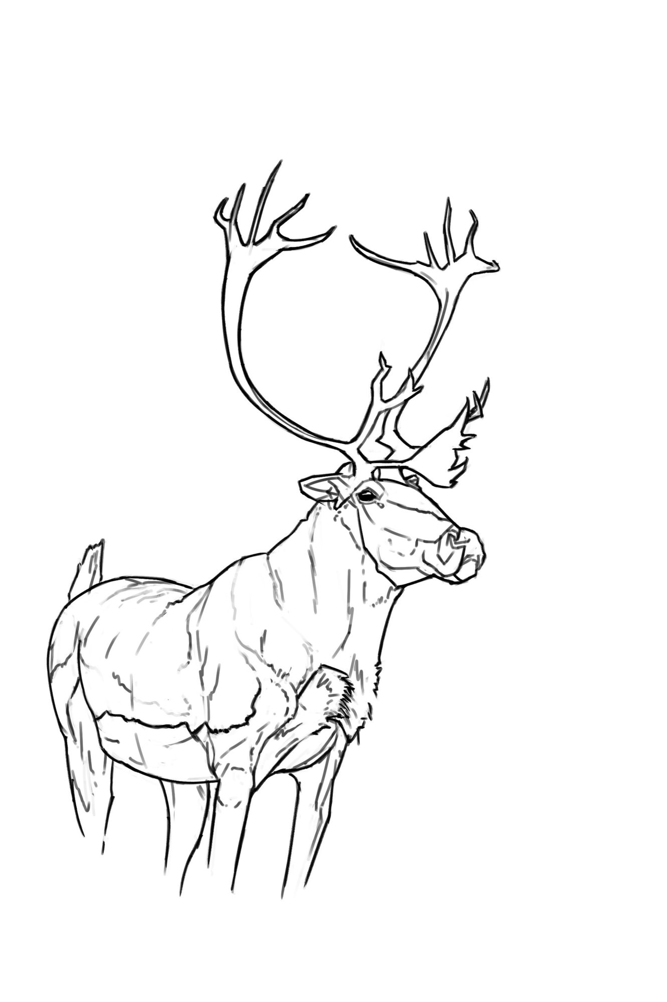 bull caribou croq 6 copy.jpg