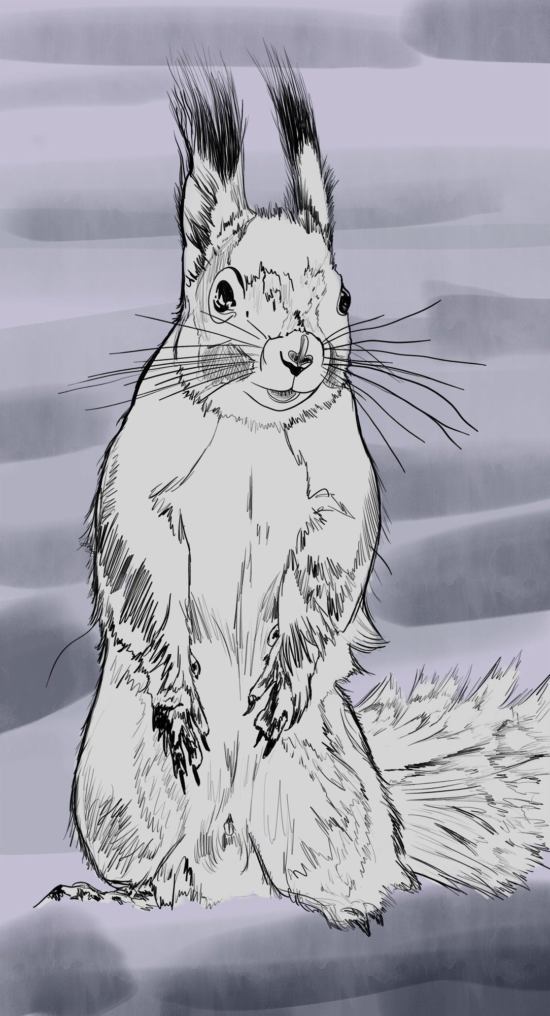 Croquis écureuil.jpg