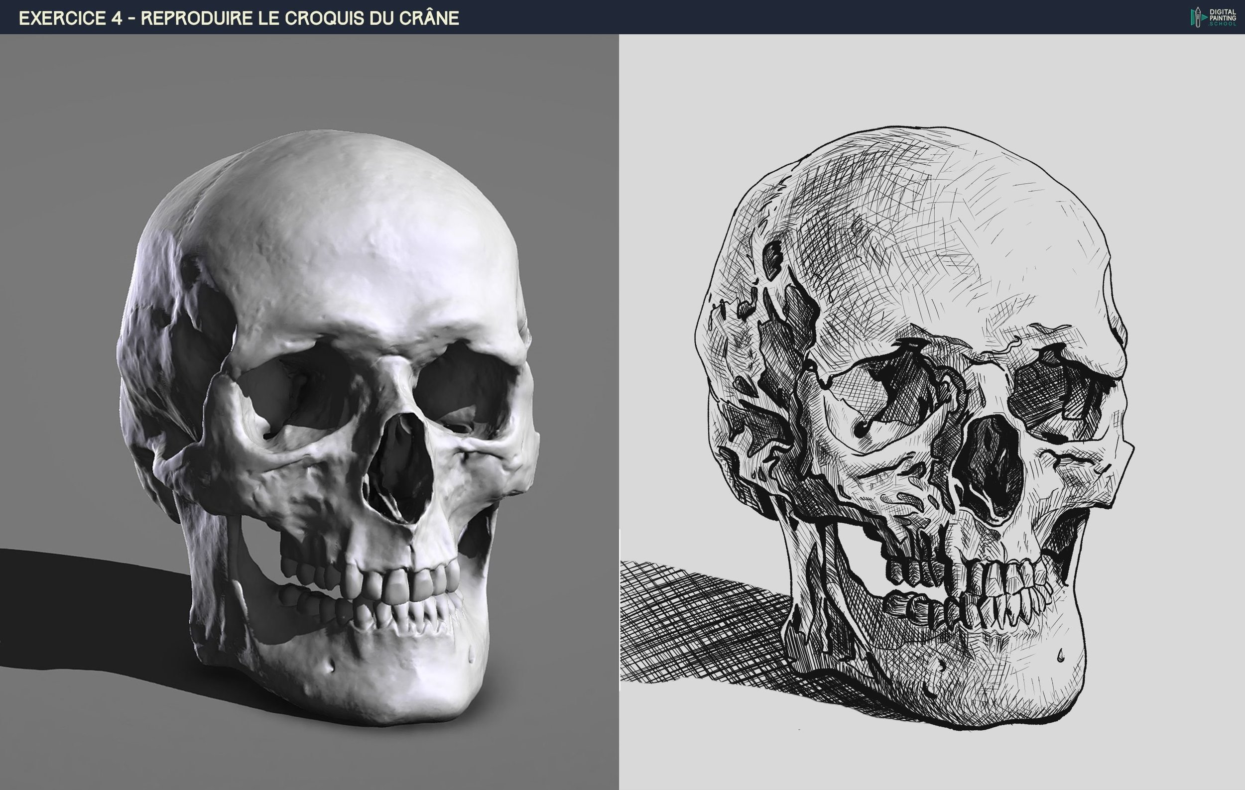 DPS-Prog-1-2-2-démo-crane-croquis me.jpg