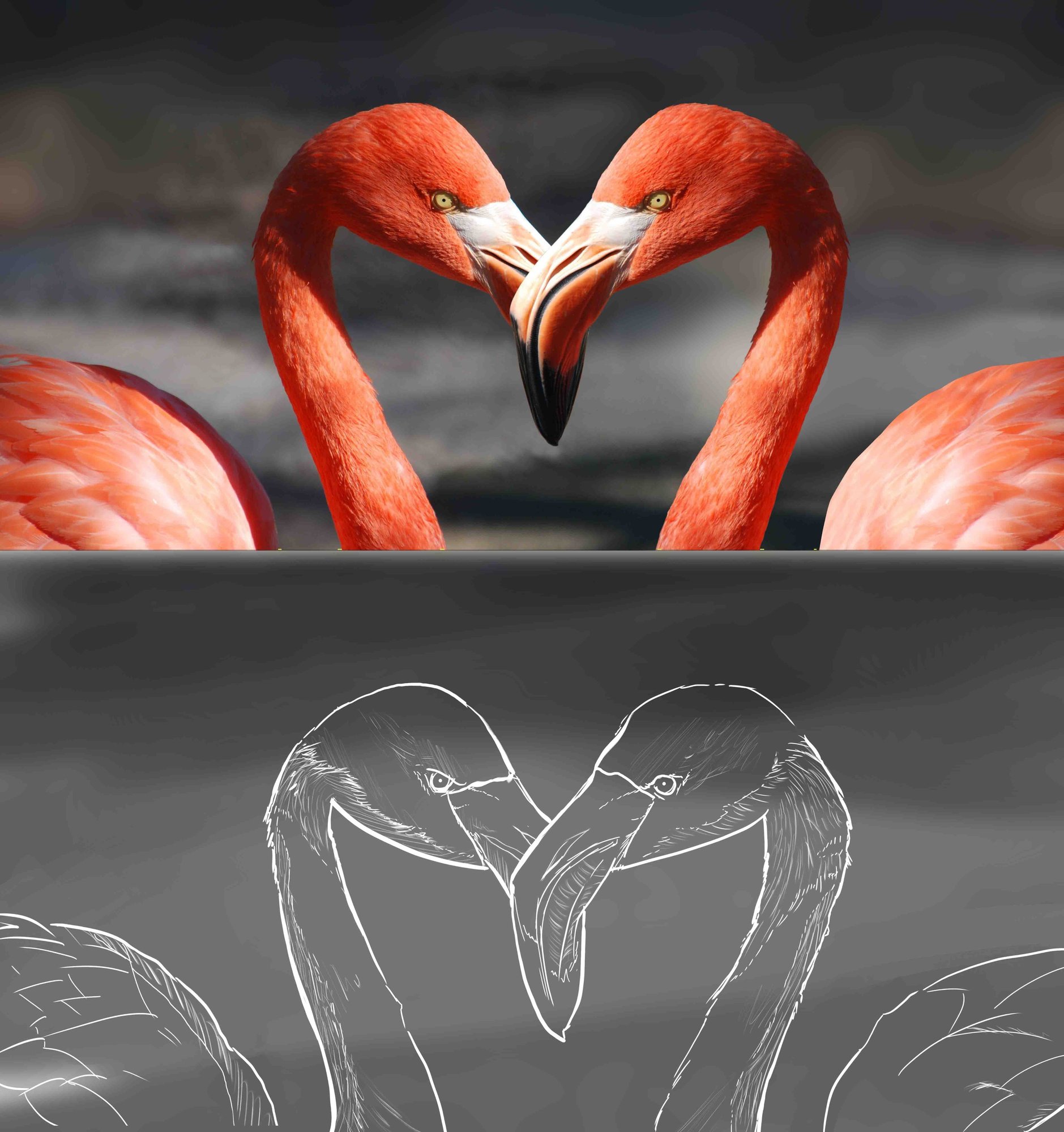 flamingo-valentine-heart-valentine-s-day-39627 OK.jpg
