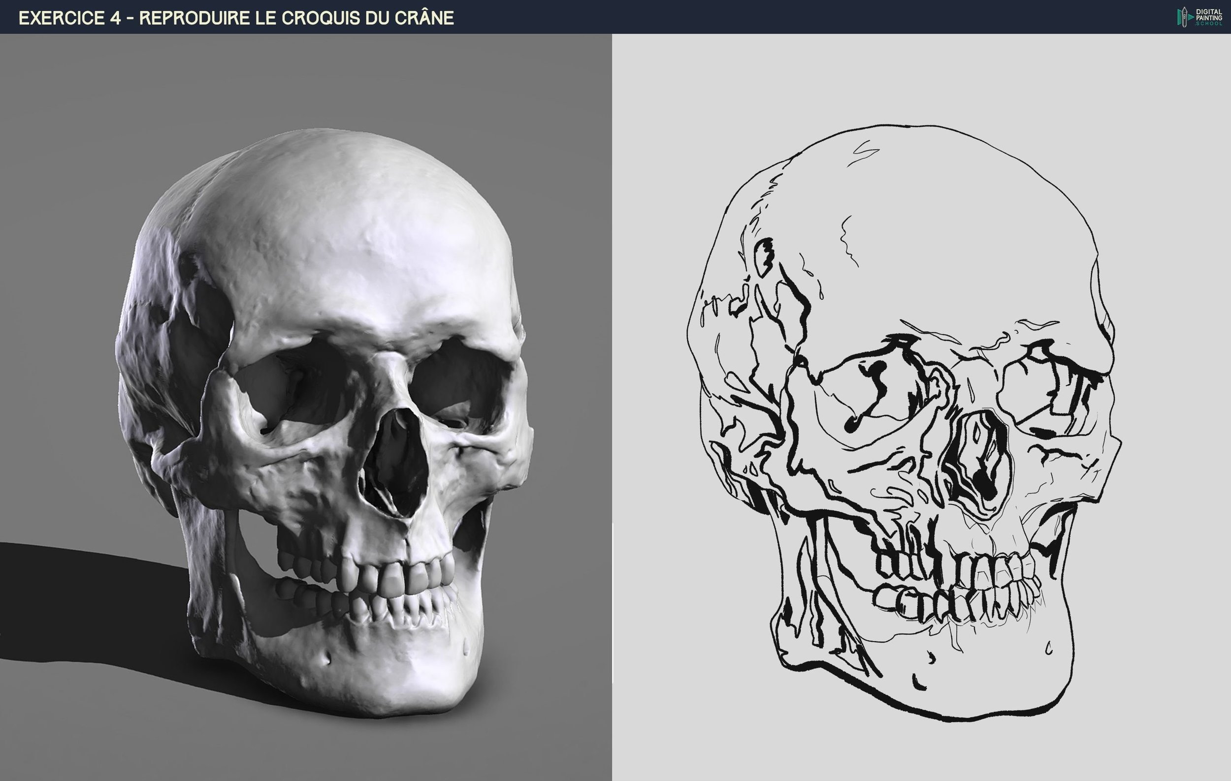 DPS-Prog-1-2-2-démo-crane-croquis me ligne.jpg