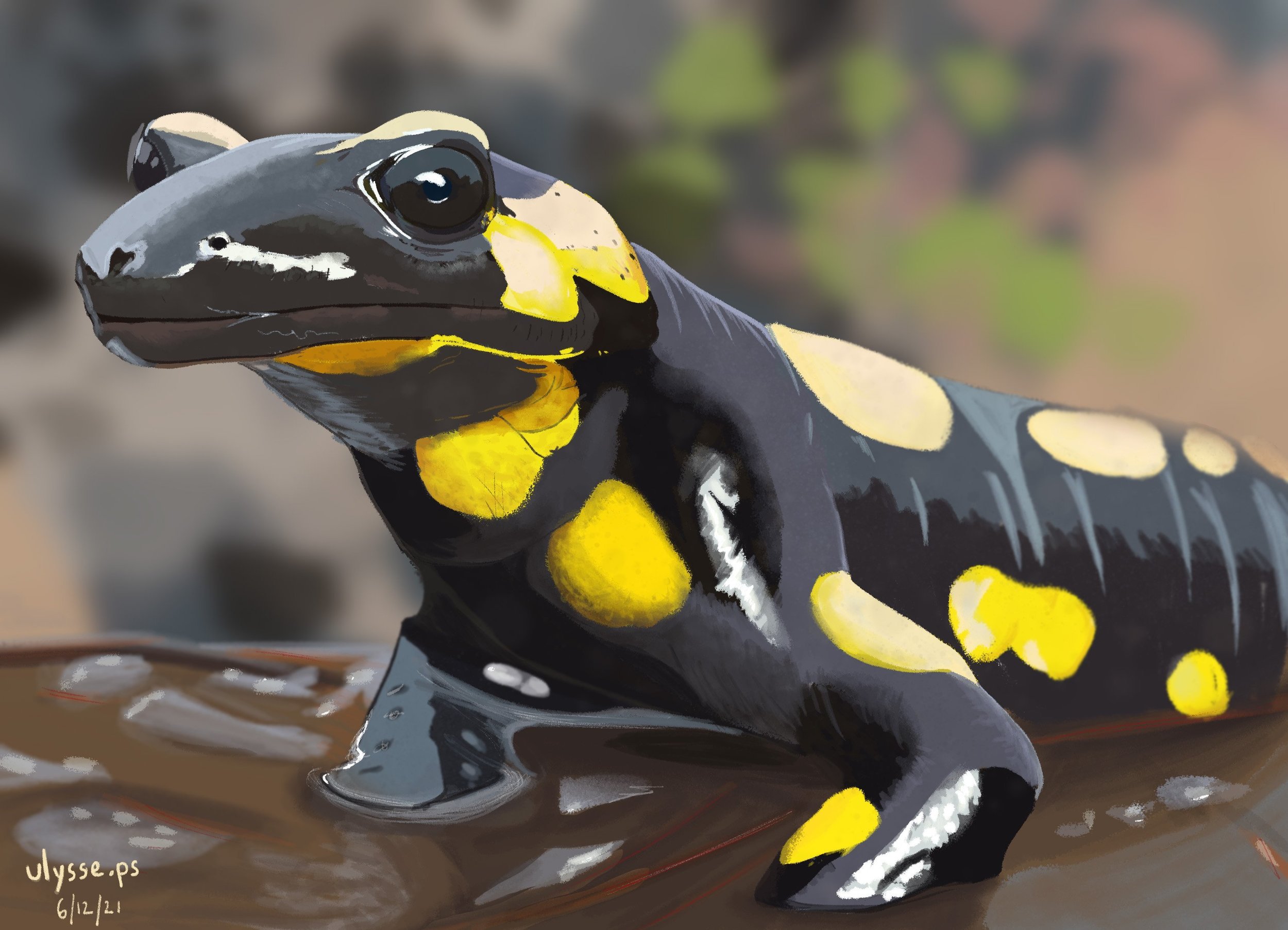 00-Salamandre tachetee_UPS.jpg