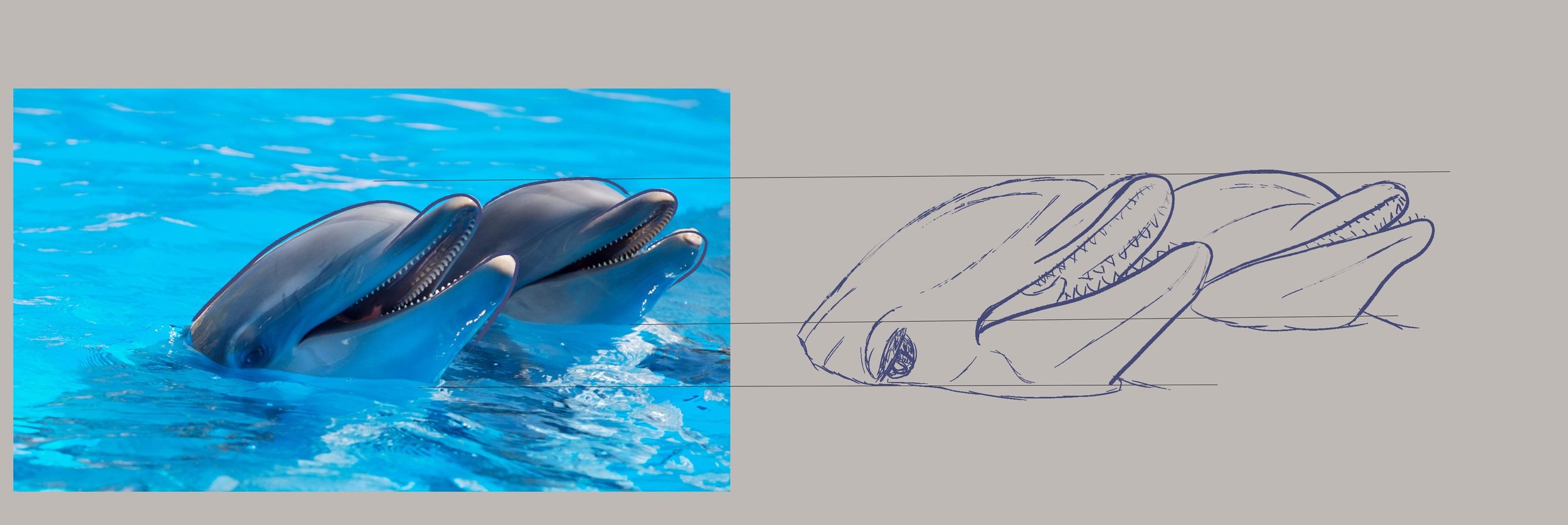 Croquis_dauphin.thumb.jpg.ca142c27fcfeb3dce3d000491678d00f.jpg