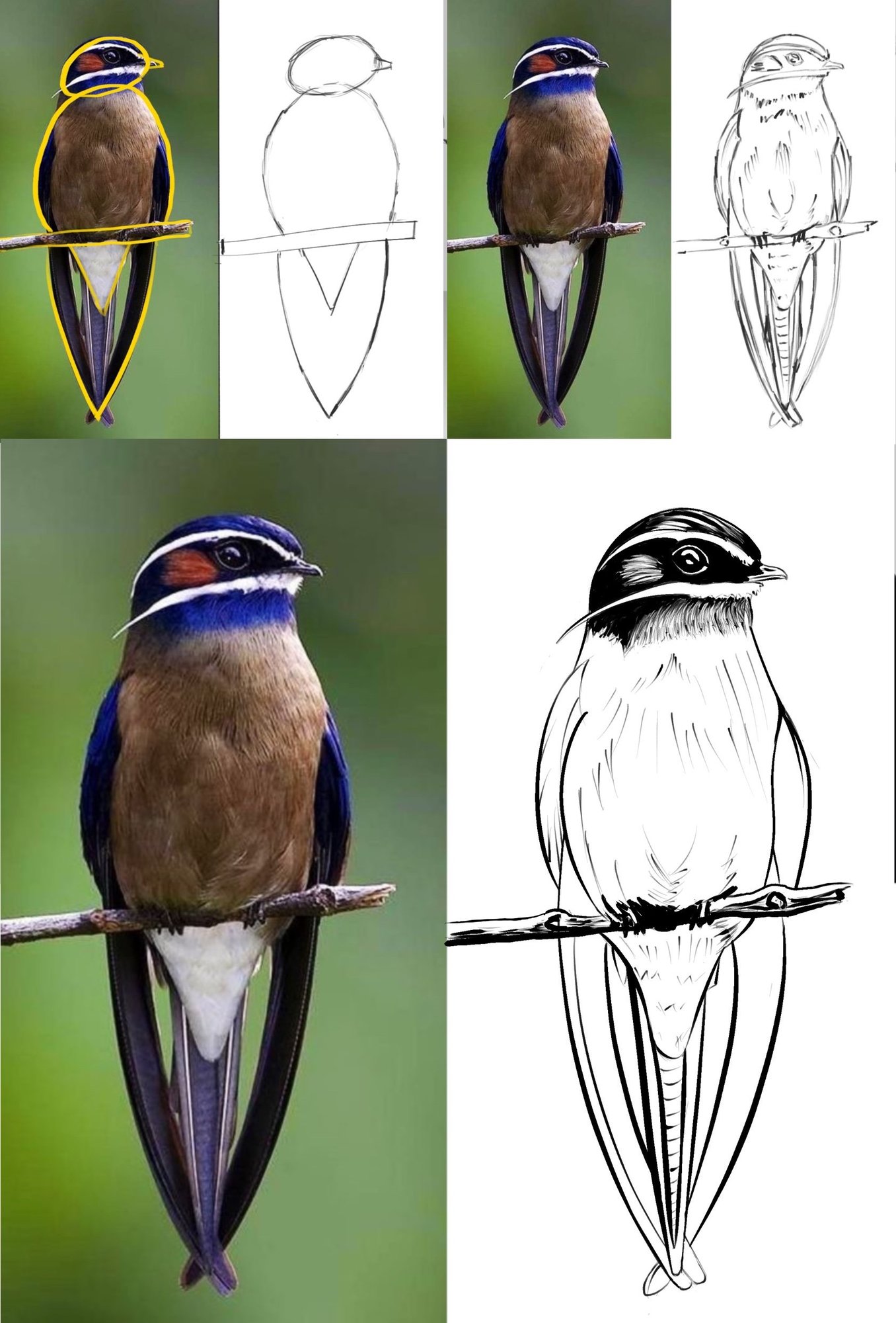 Oiseau.jpg