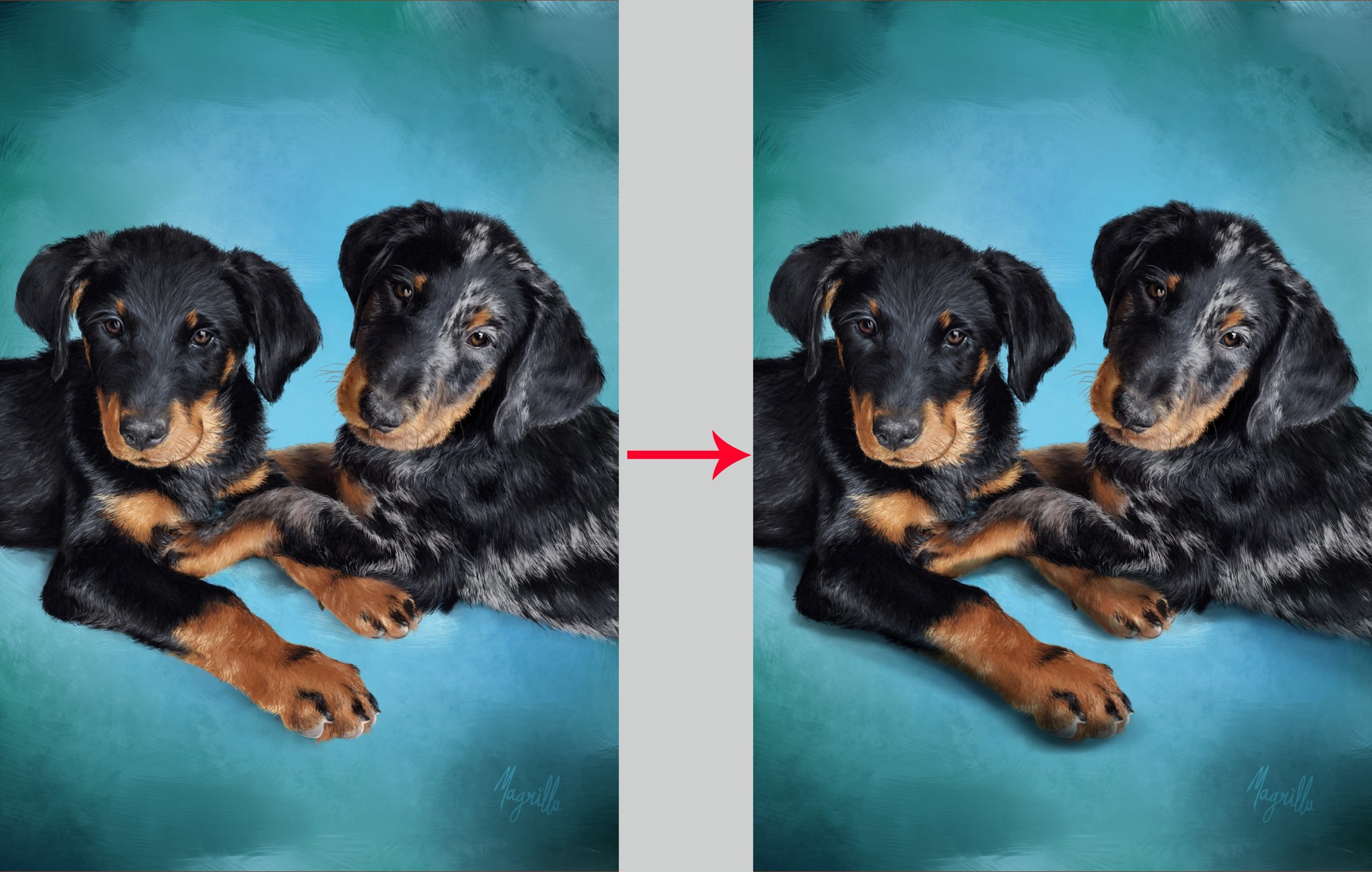 portraits-chiots.jpg