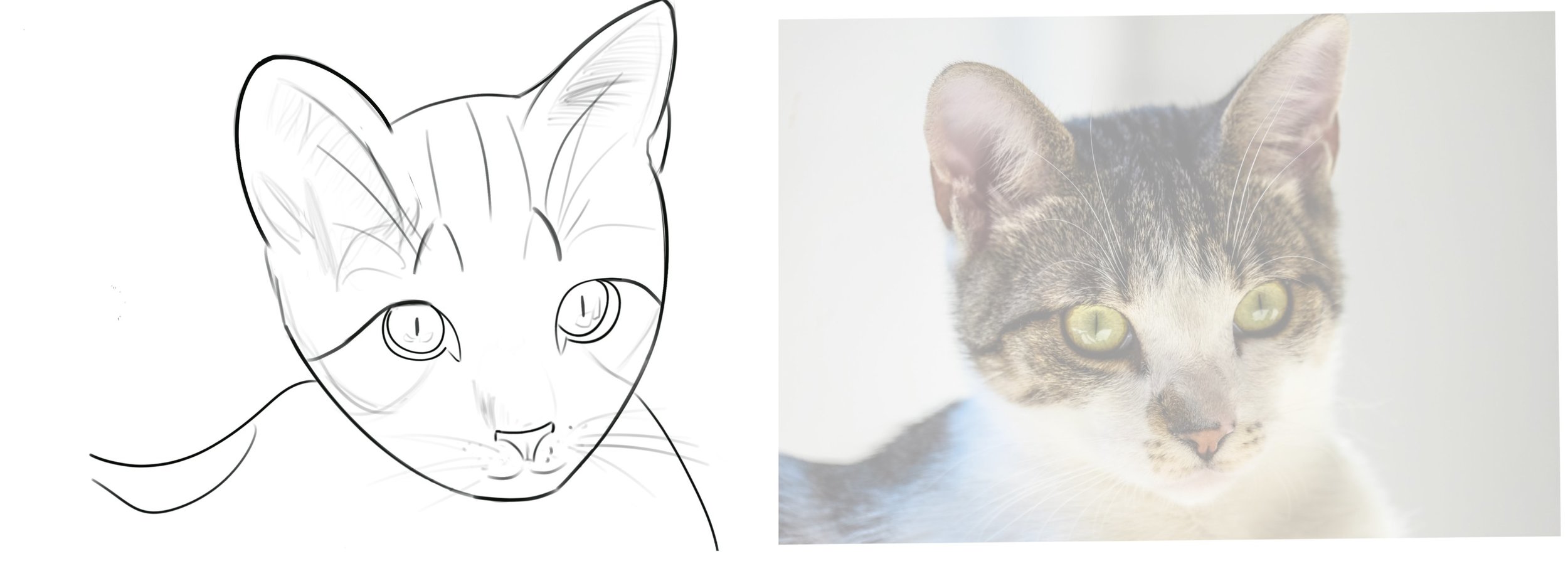 croquis chat apres correction.jpeg