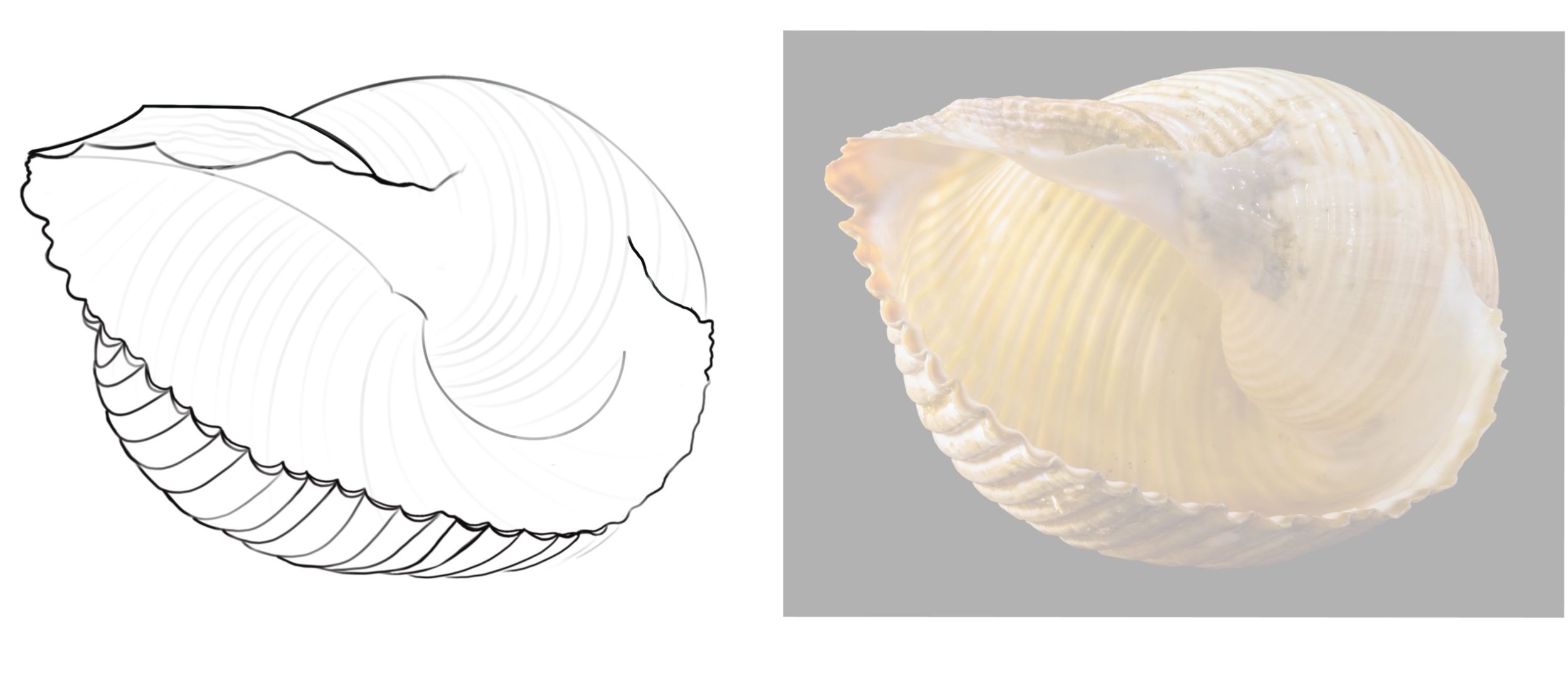 coquillage corrigé.jpeg