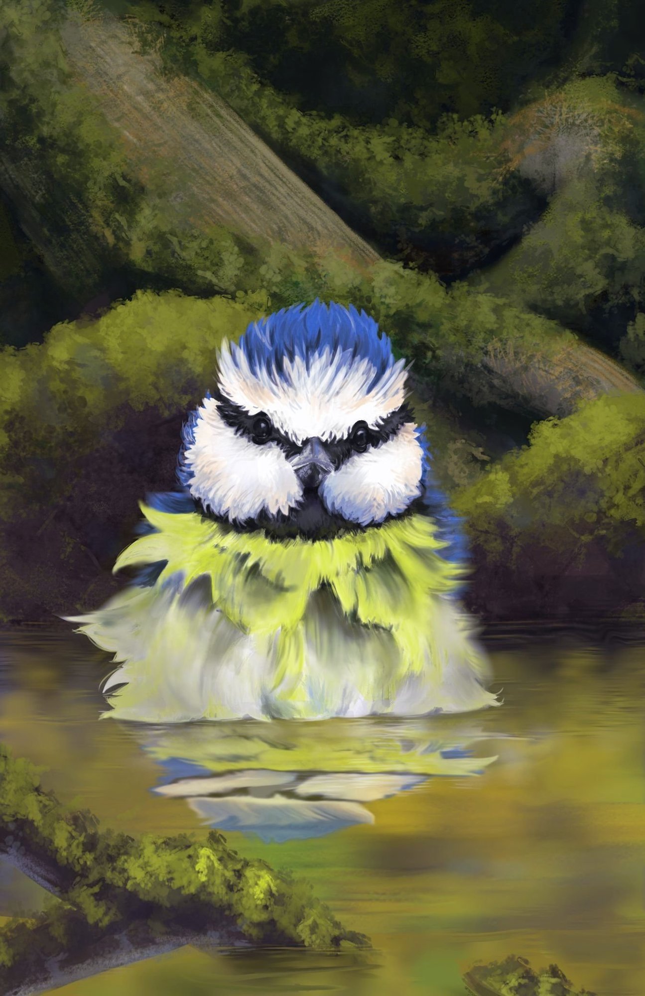 Mésange bleue v3.jpg