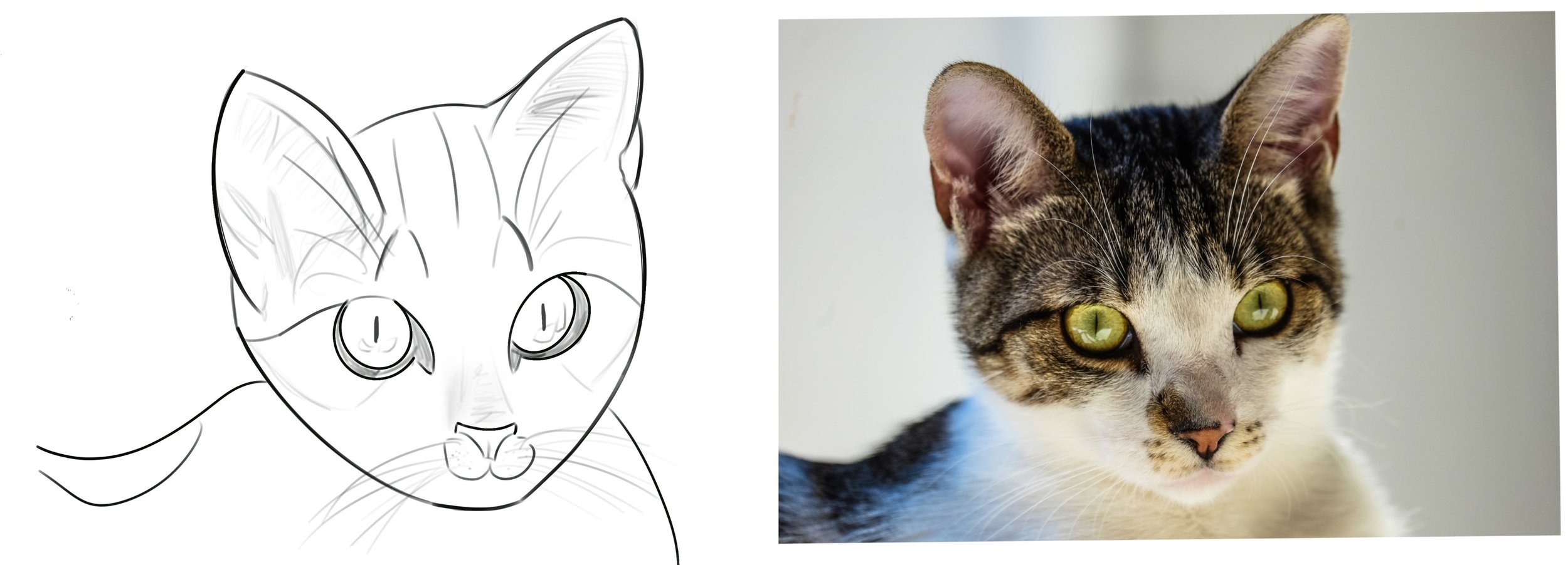 croquis chat.jpeg