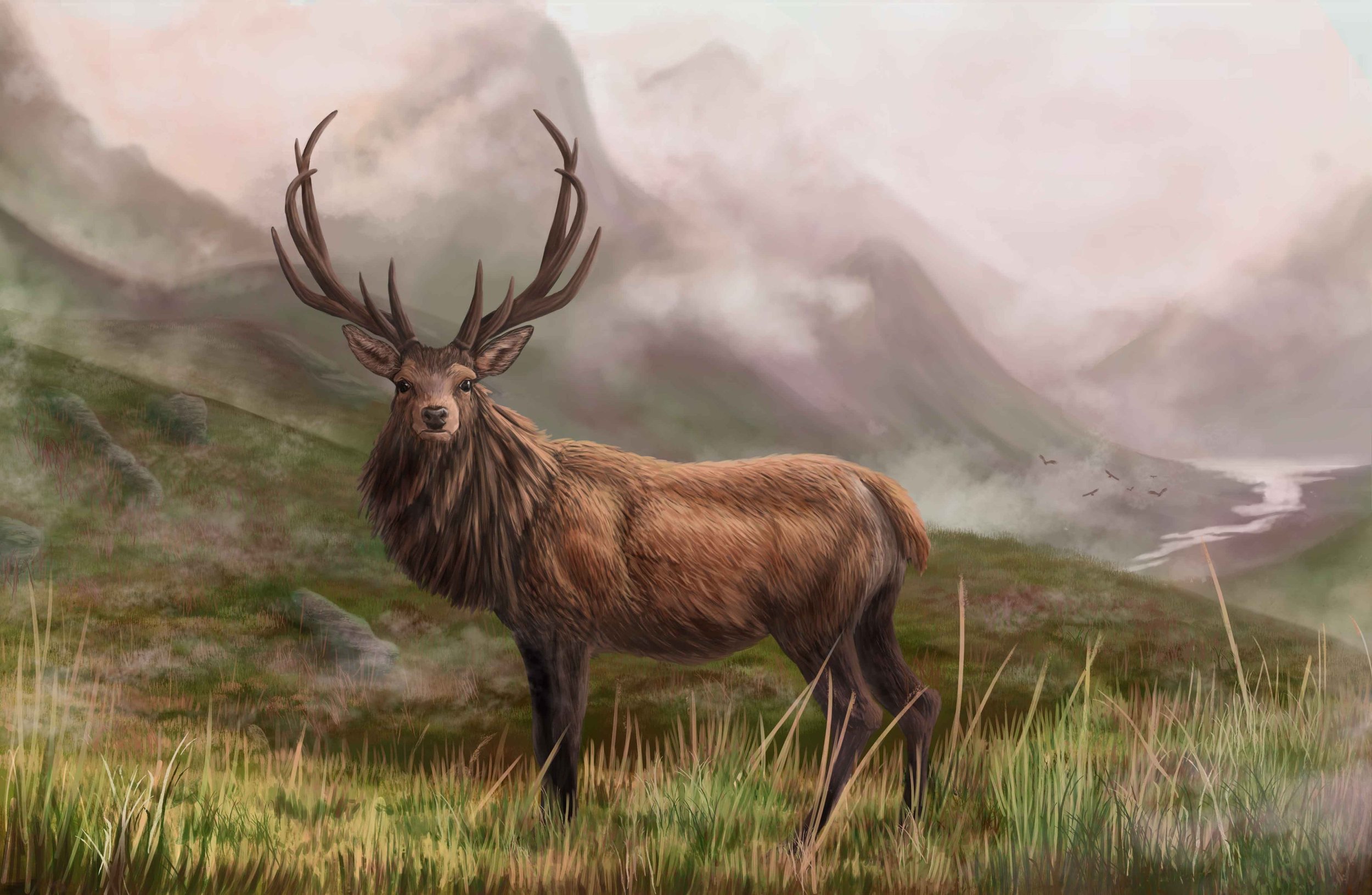 Scotish deer - Dorian NOEL 2022e.jpg