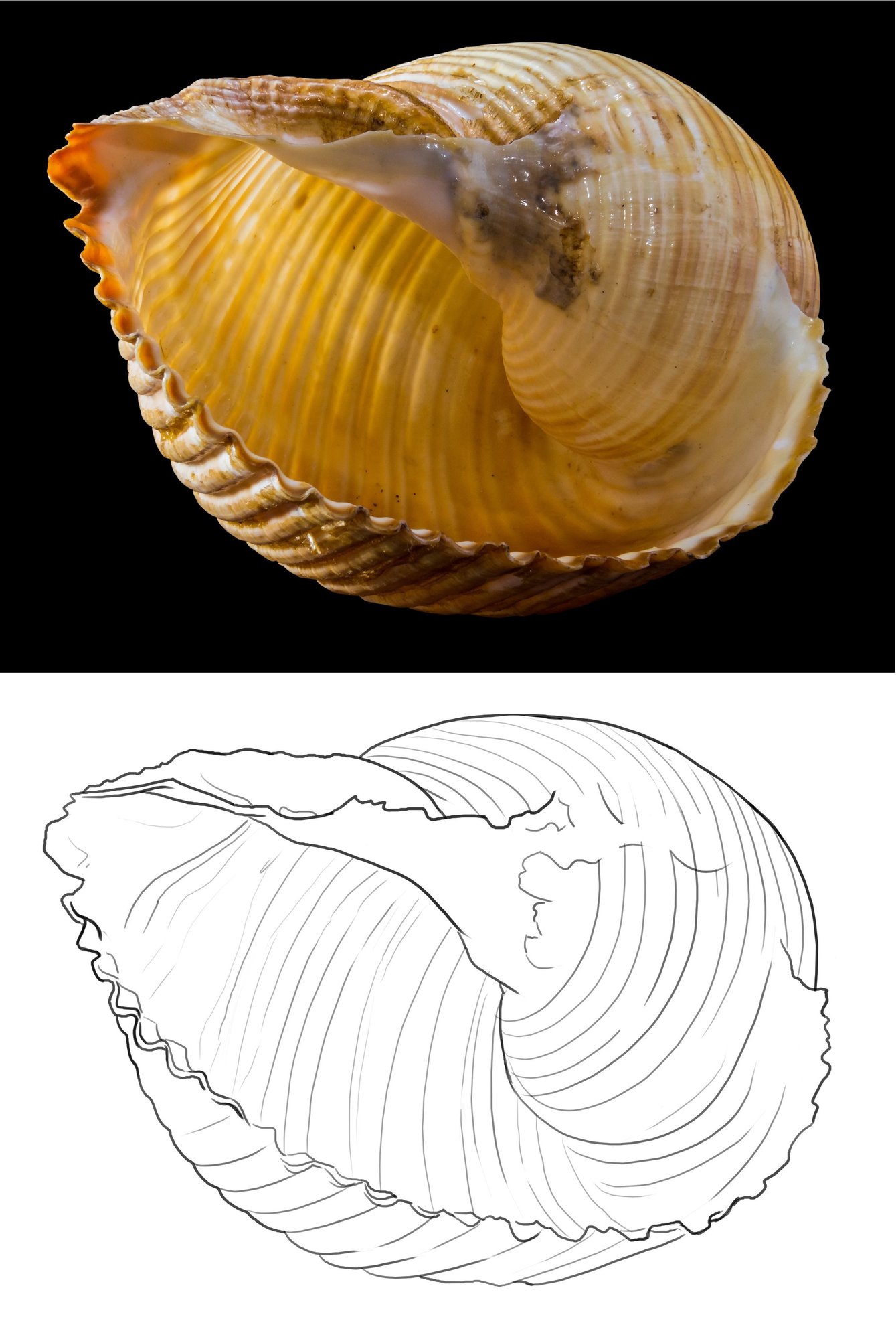 fossil exercice 5.jpg