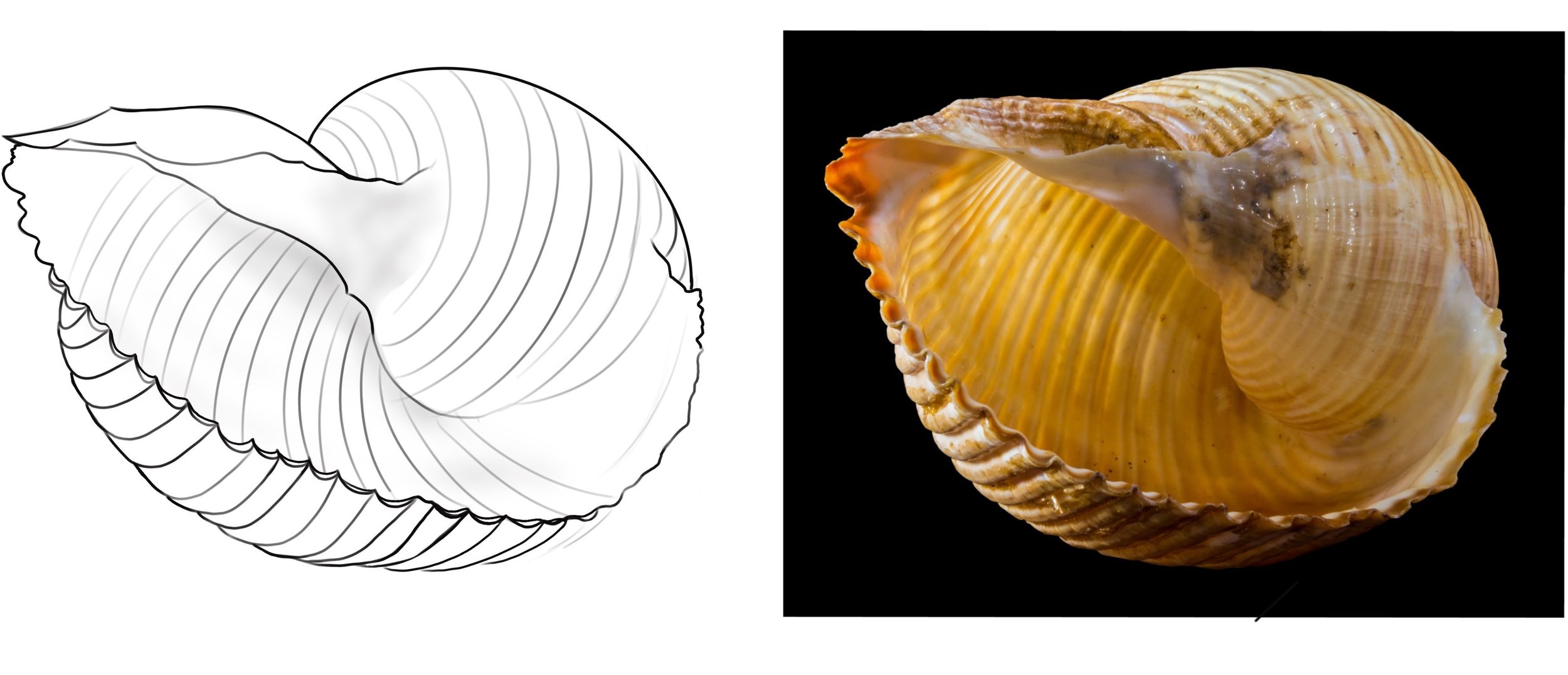 xroquis coquillage.jpeg