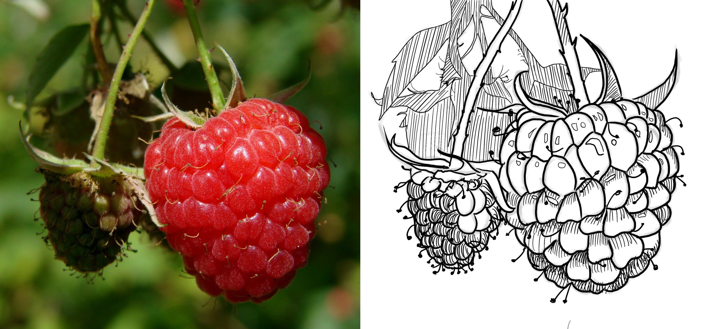 Raspberry-.jpg